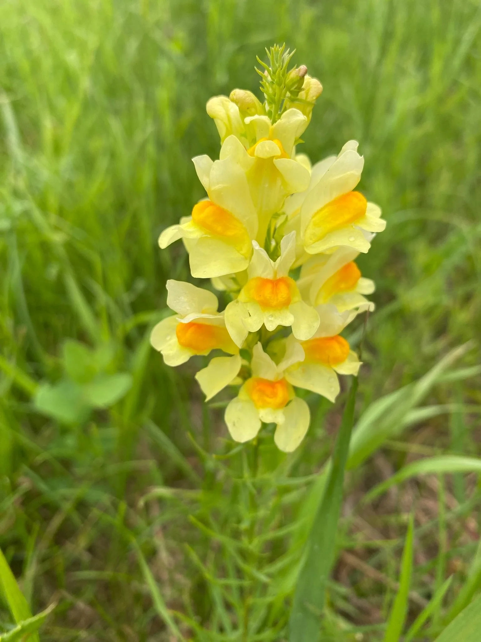 A close-up of a yellow and orange wildflower with green grass in the background.