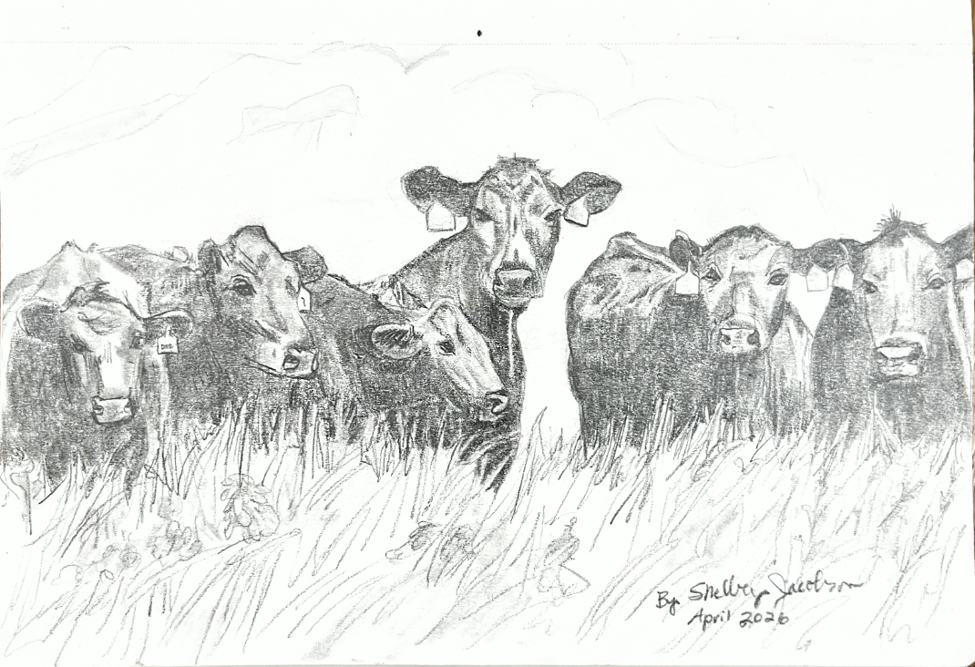 A pencil sketch of six cows standing in a field with grass, with mountains and sky in the background, signed by Shelley Jackson in April 2020.