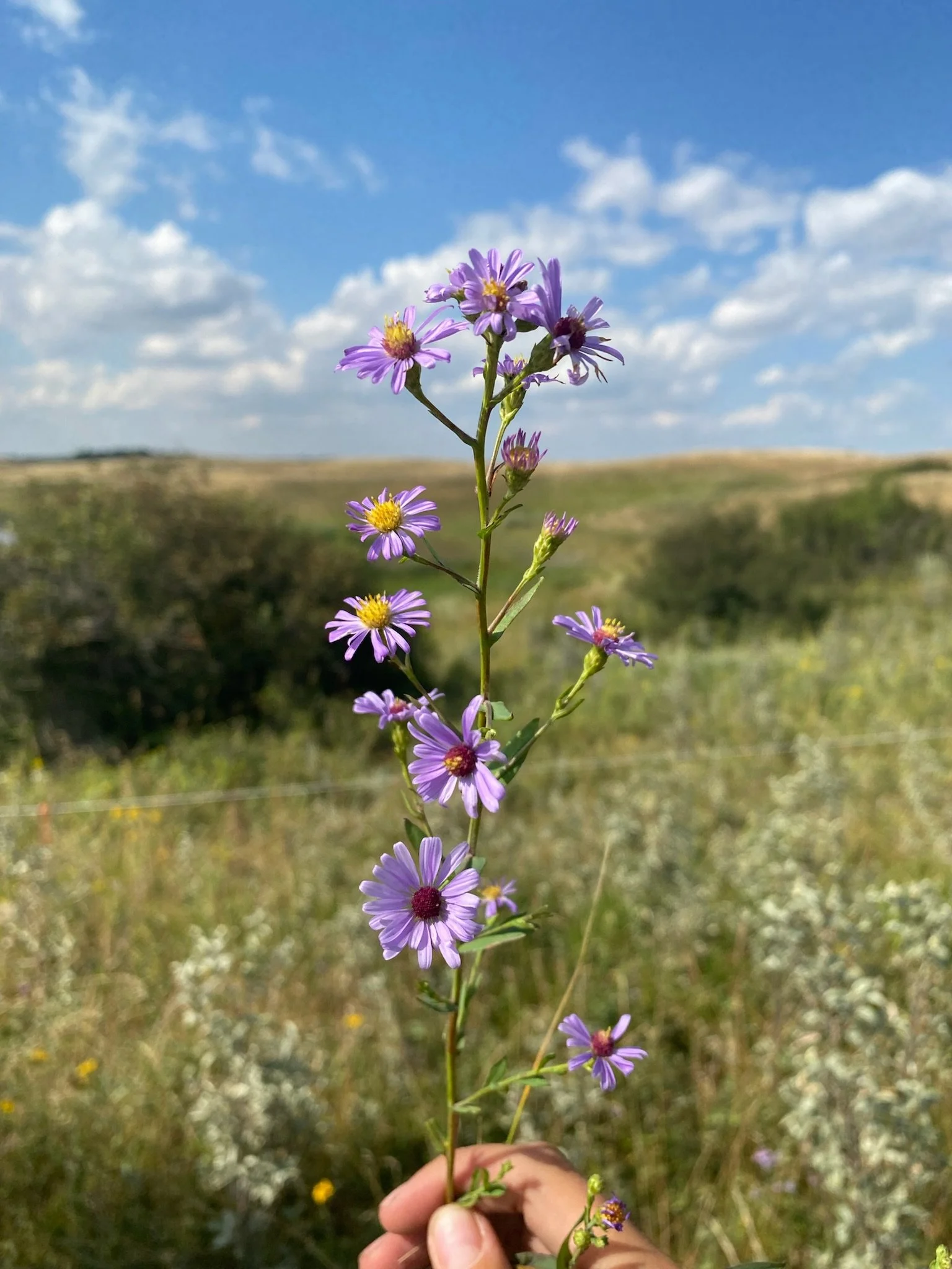 A person holding a tall purple and yellow wildflower on a sunny day with a partly cloudy sky and grassy hills in the background.