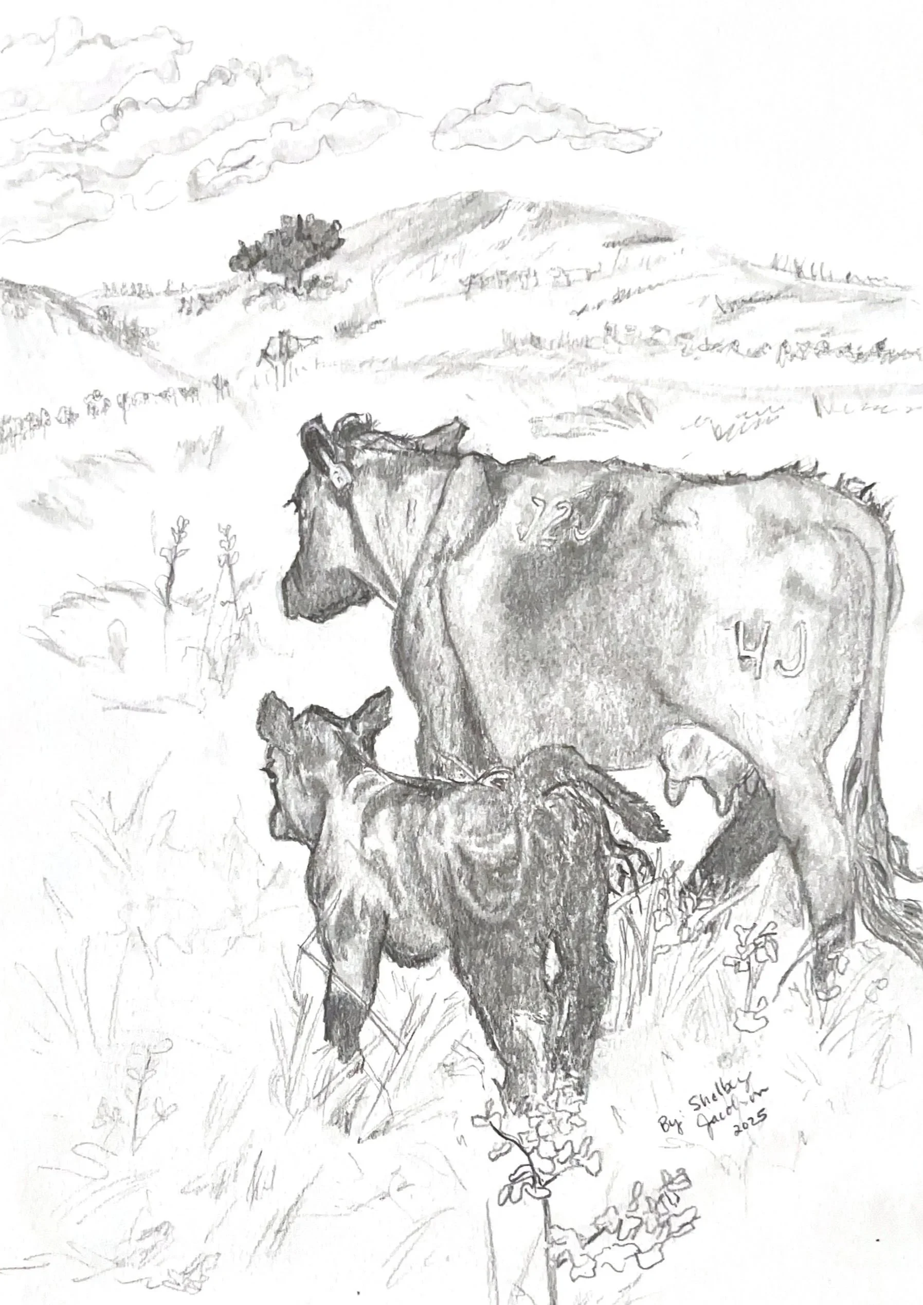 Cow Calf Pair