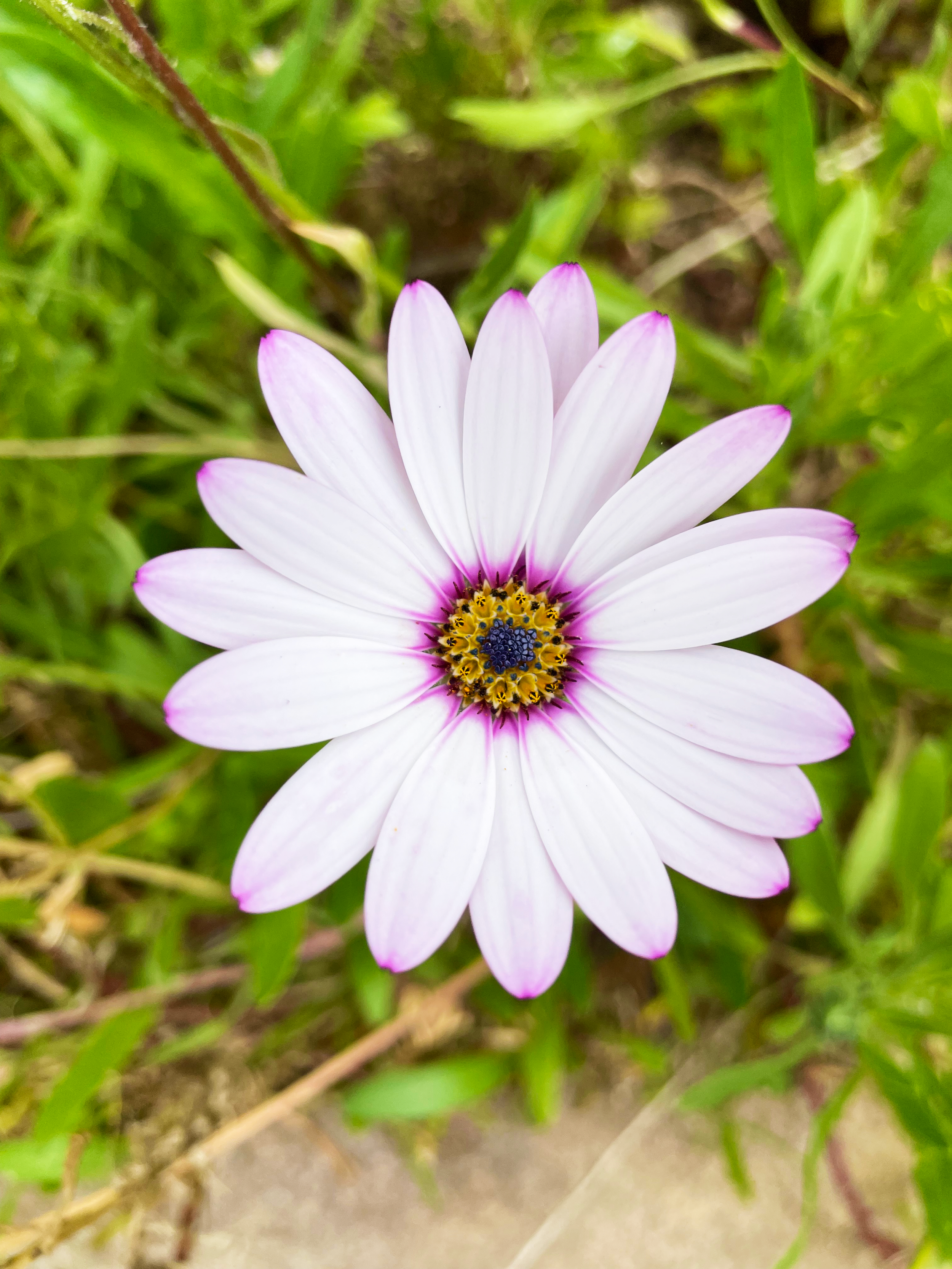 IMG_4062 Exp1.png