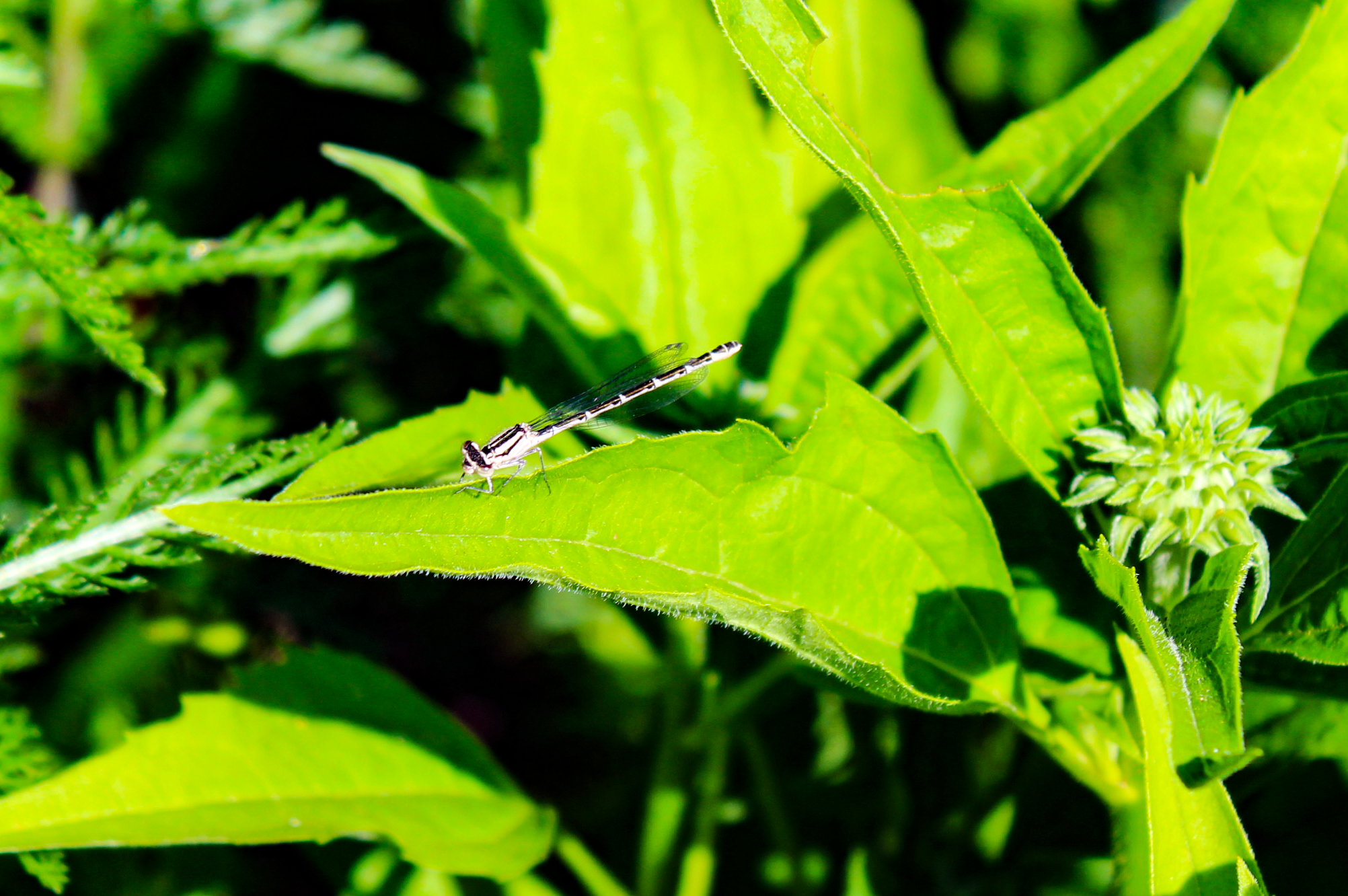 Dragonfly 1.png