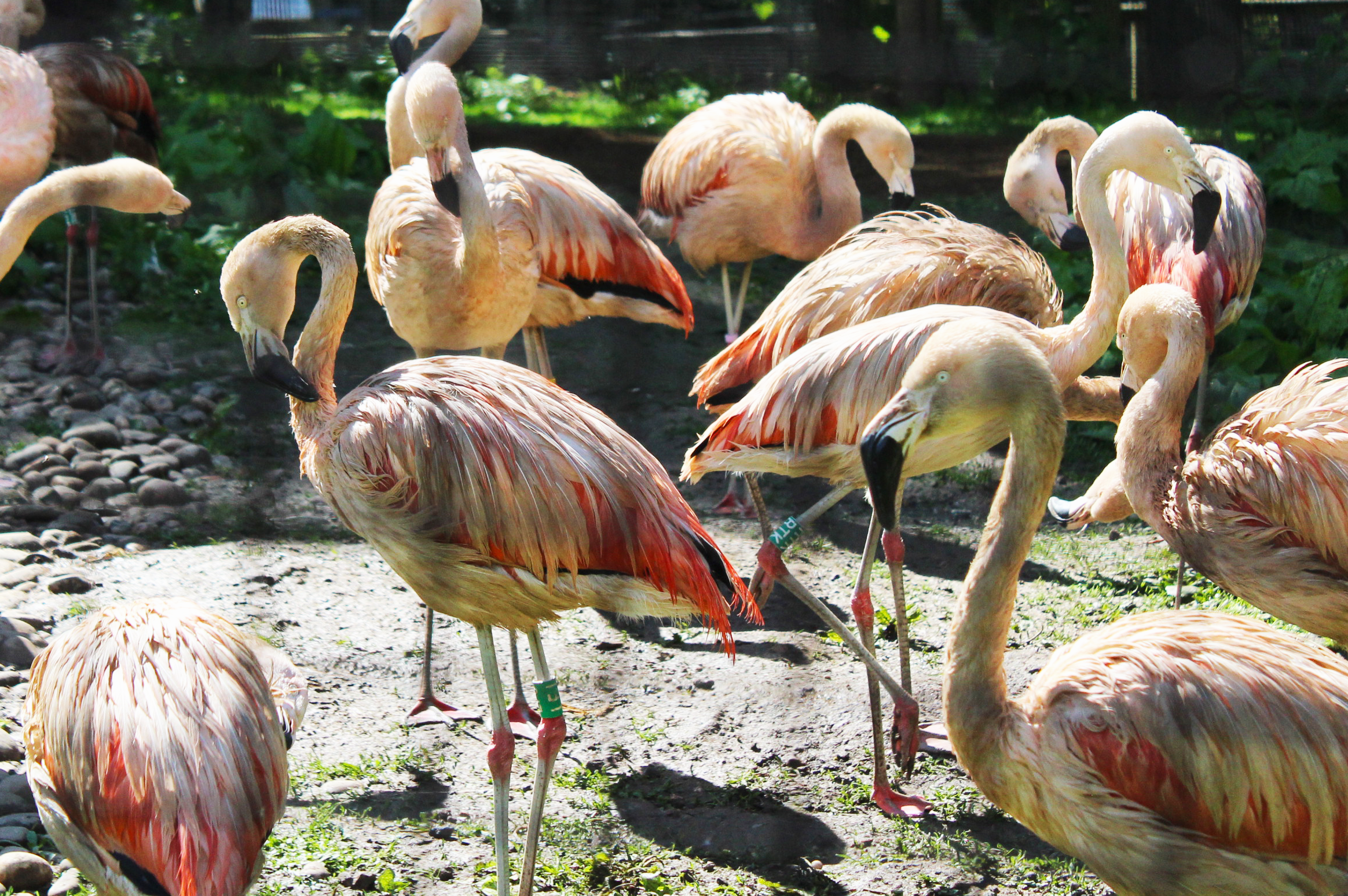 Flamingo 2.png