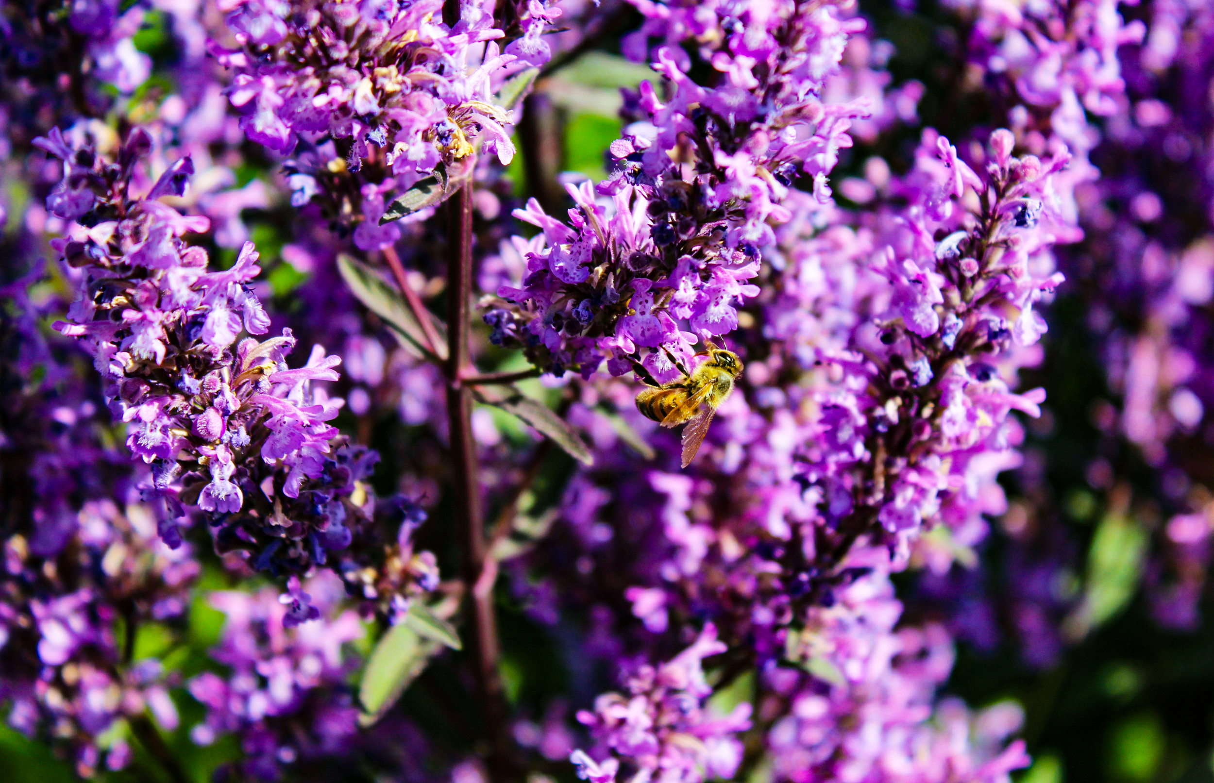 Bee 2.png