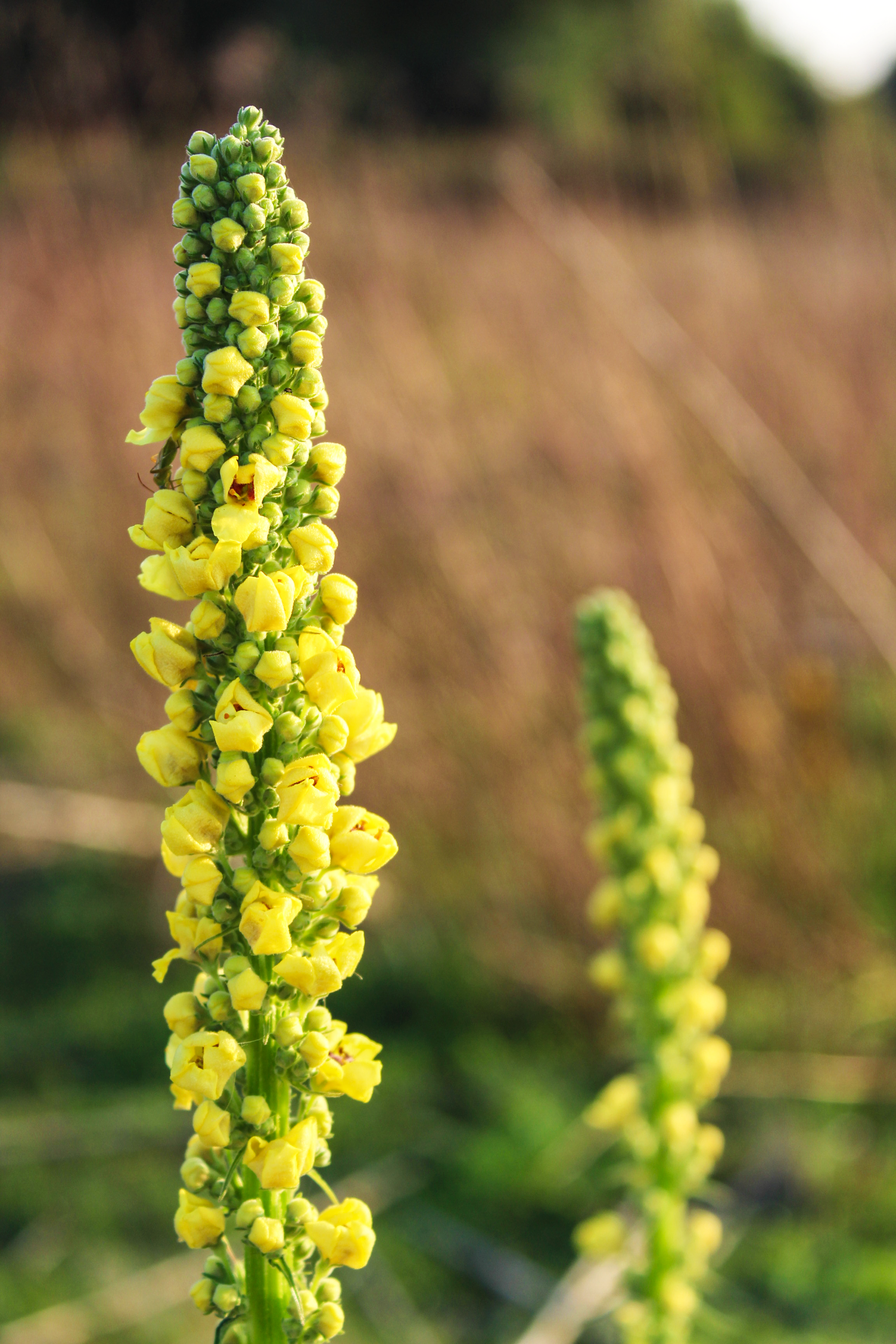 2 Flower.png