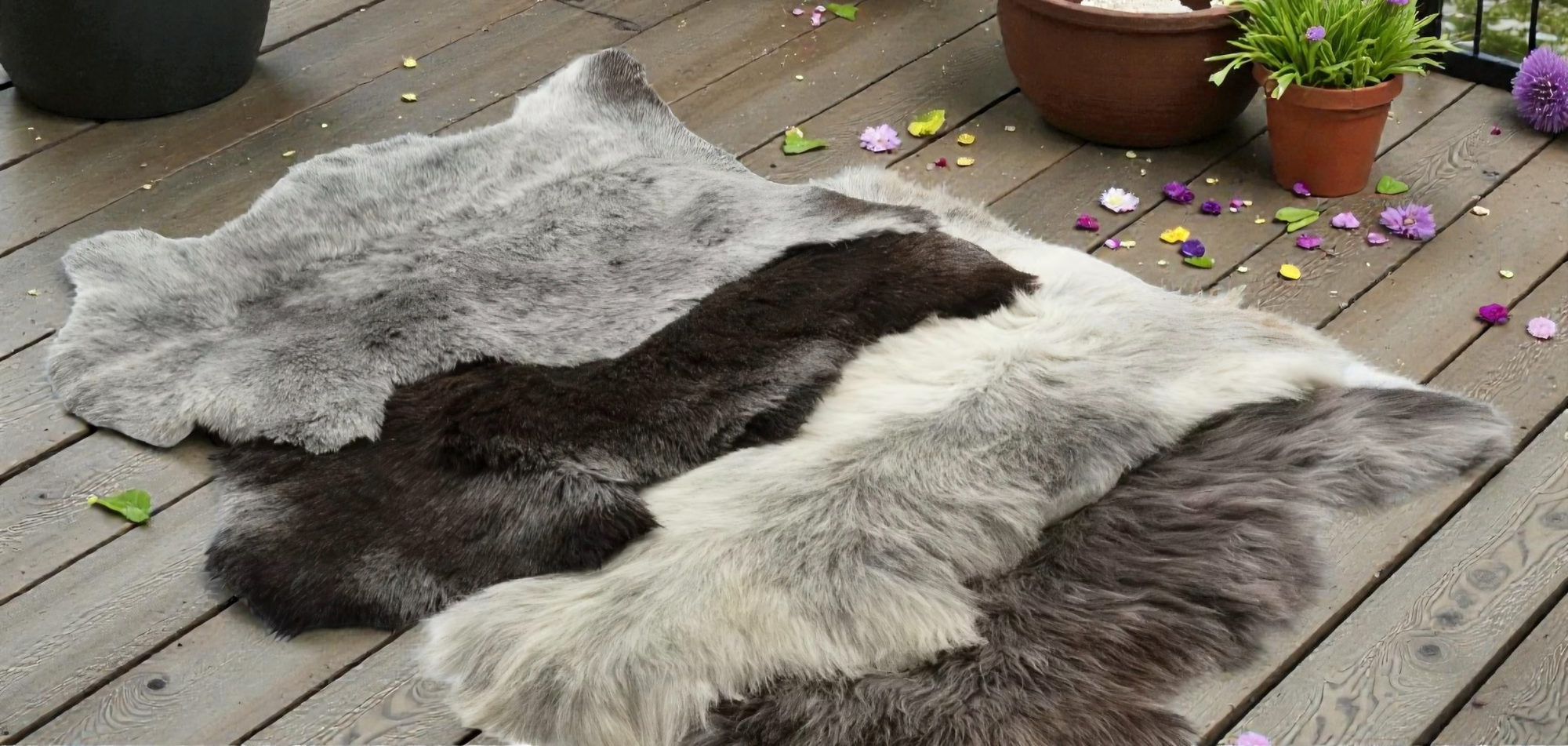 Mehrere Felltiere liegen auf einem Holzboden, umgeben von Blüten und Topfpflanzen.