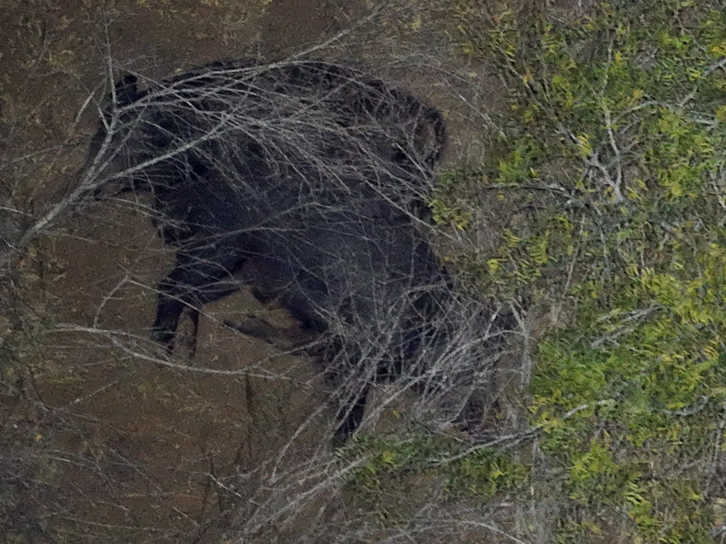 Nighttime scene of a bear walking through bushes and trees with green leaves.