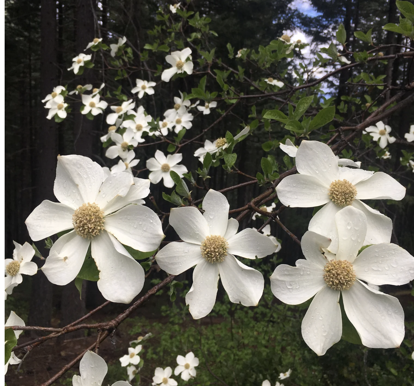 White blooming flowers with water droplets on petals on a tree branch in a forest setting.