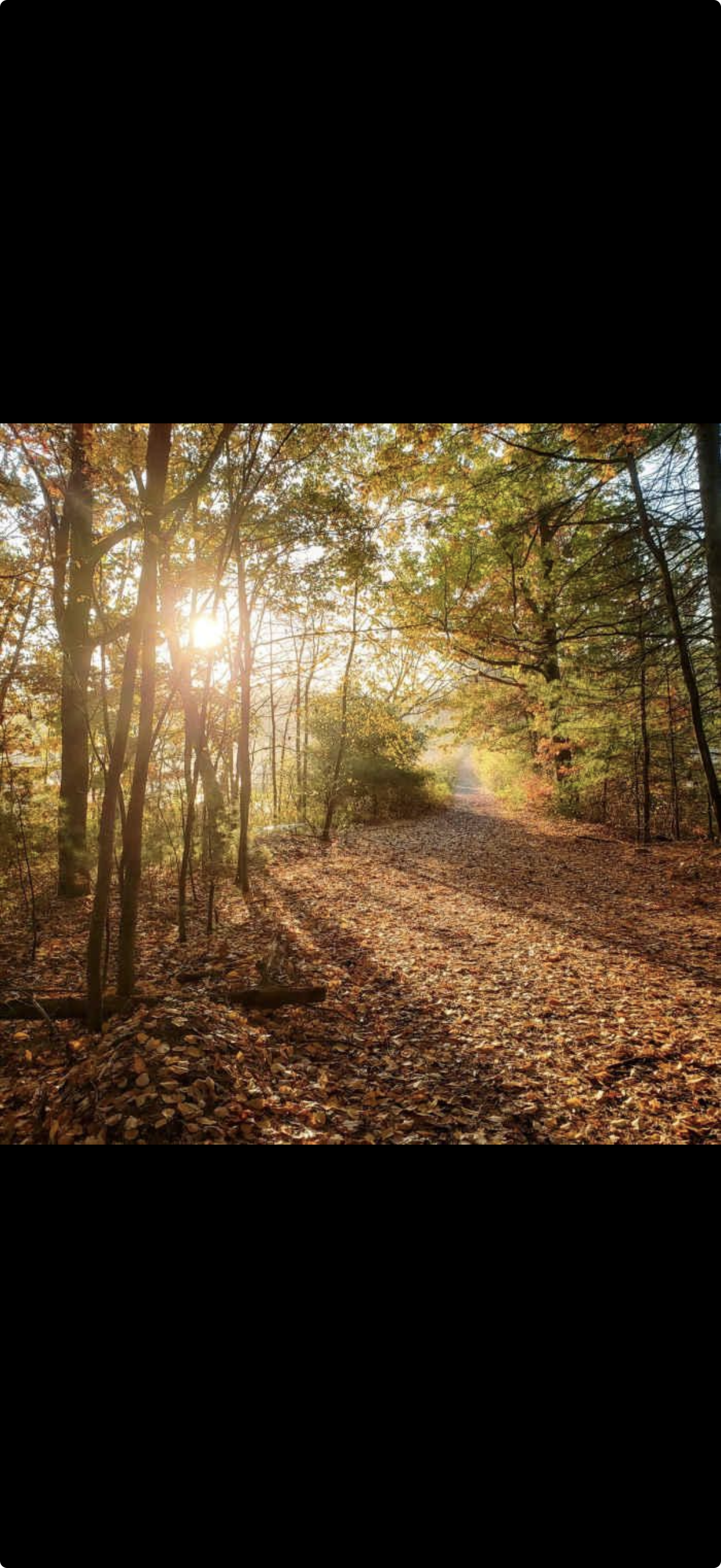 quiet path through the trees in autumn
