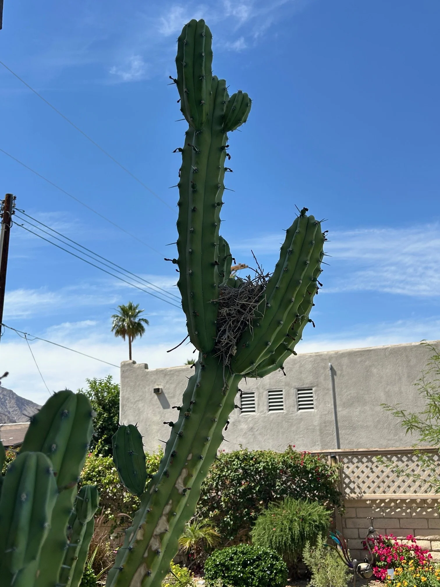 A tall green cactus with multiple arms and spines in a desert garden, blue sky with wispy clouds in the background, and a white building with lattice fence and colorful flowers in the garden.