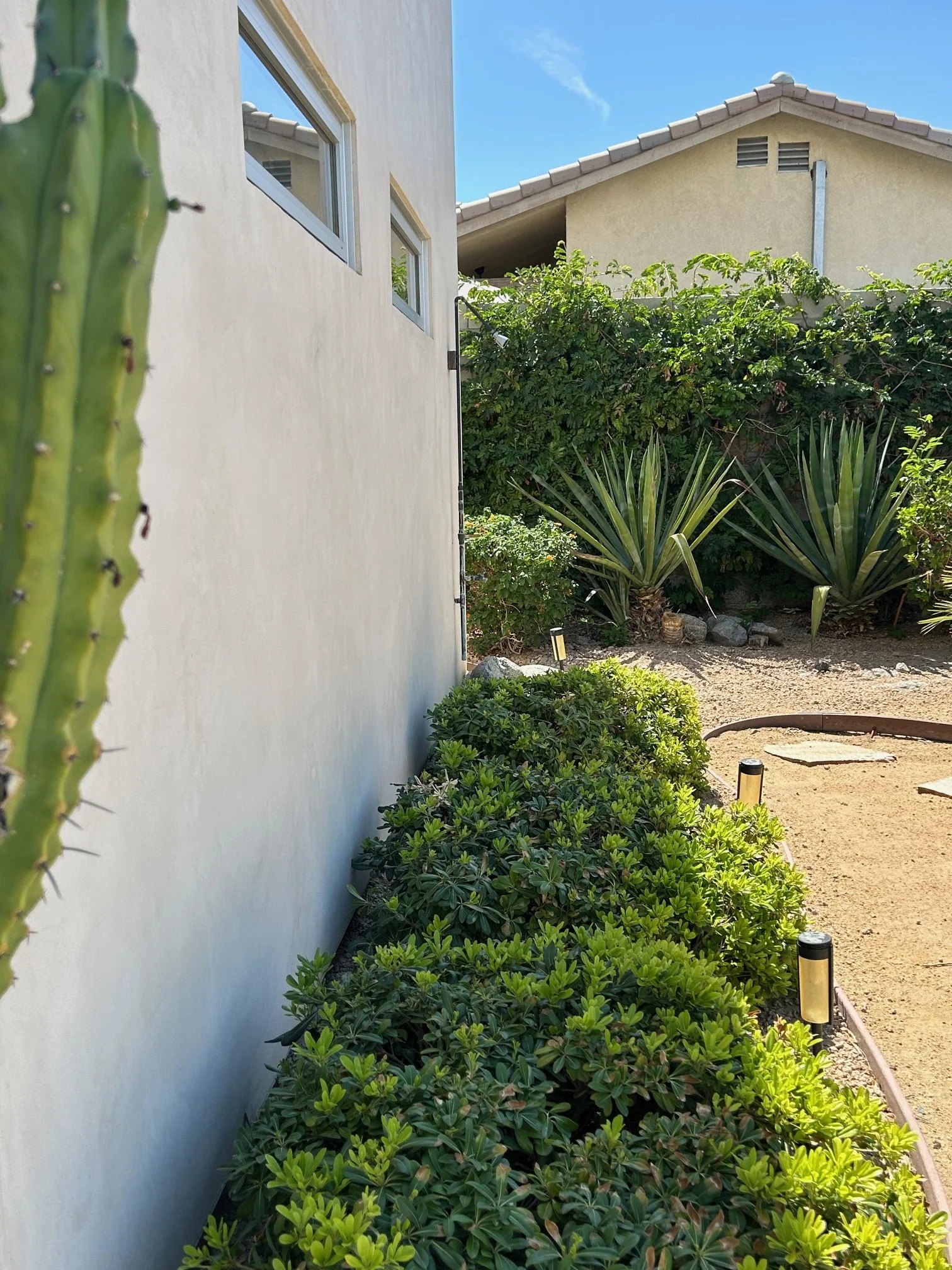 A narrow garden with green shrubbery and succulent plants along the side of a beige house with multiple windows under a blue sky.