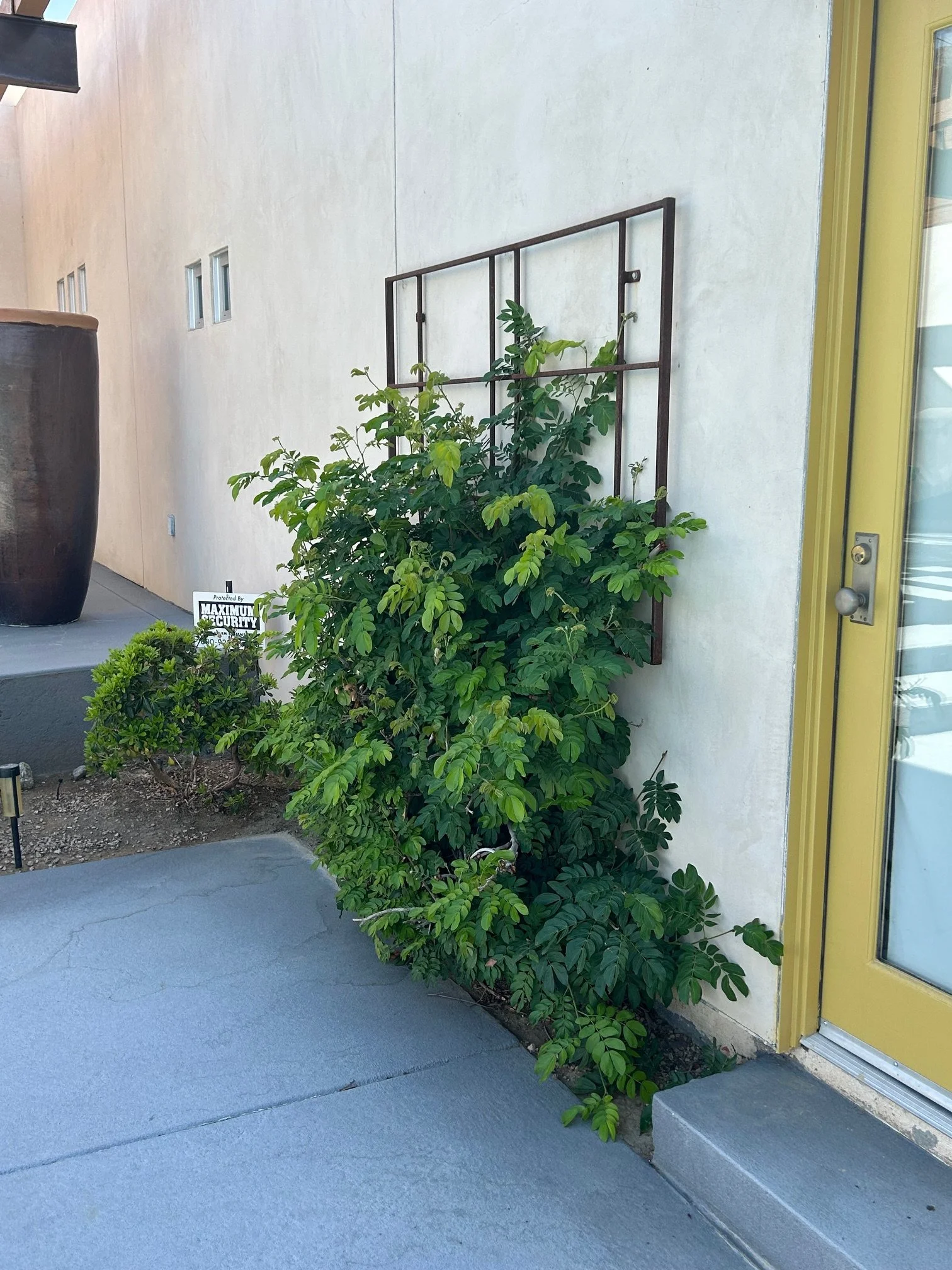 Outside of a building with a white exterior wall and a glass yellow door. There are green plants growing along the wall, with a metal frame attached to the wall. There's a large brown planter on the left, a small sign by the plants, and concrete step