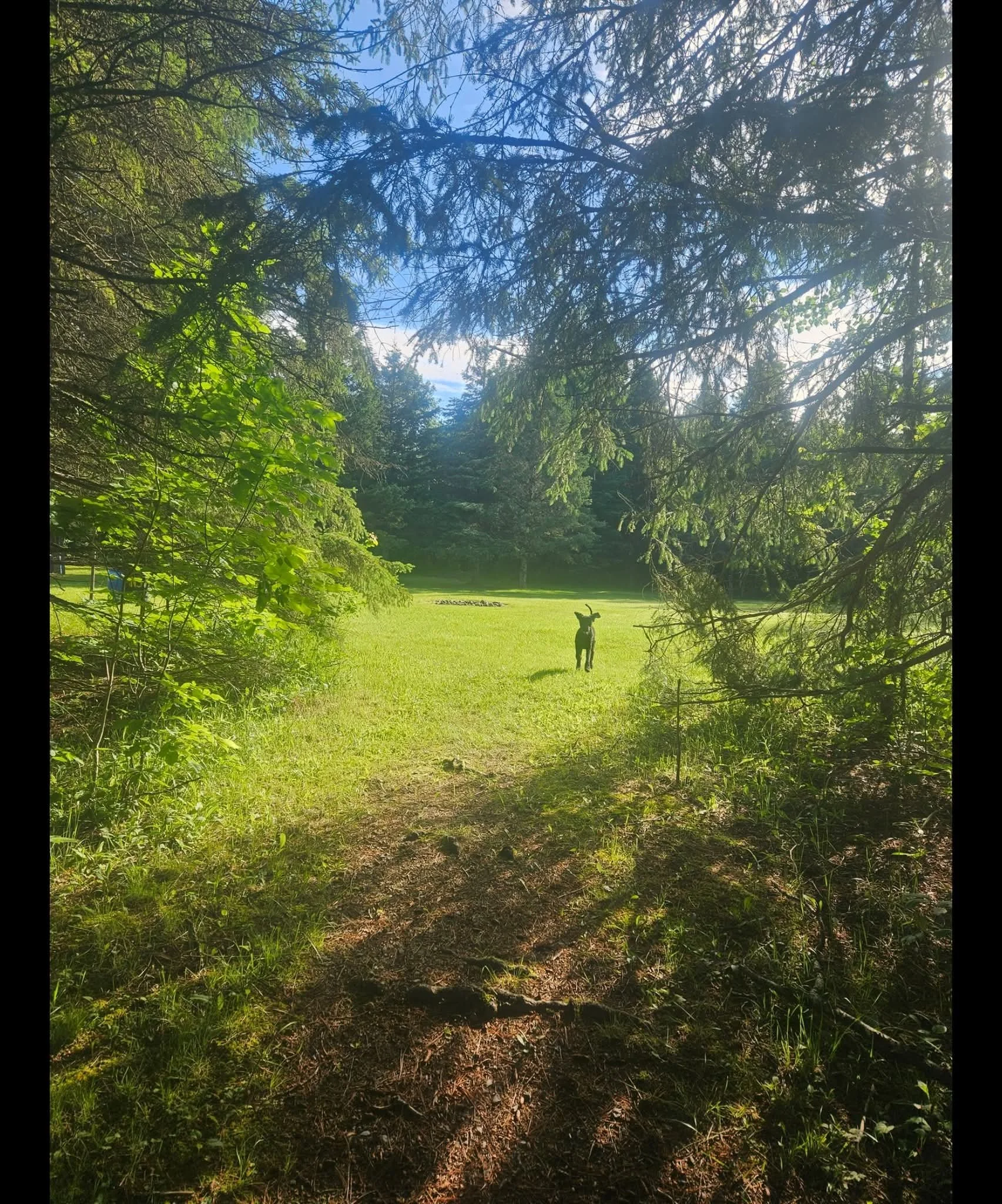 A forest view through a natural opening with green grass, trees, and blue sky.