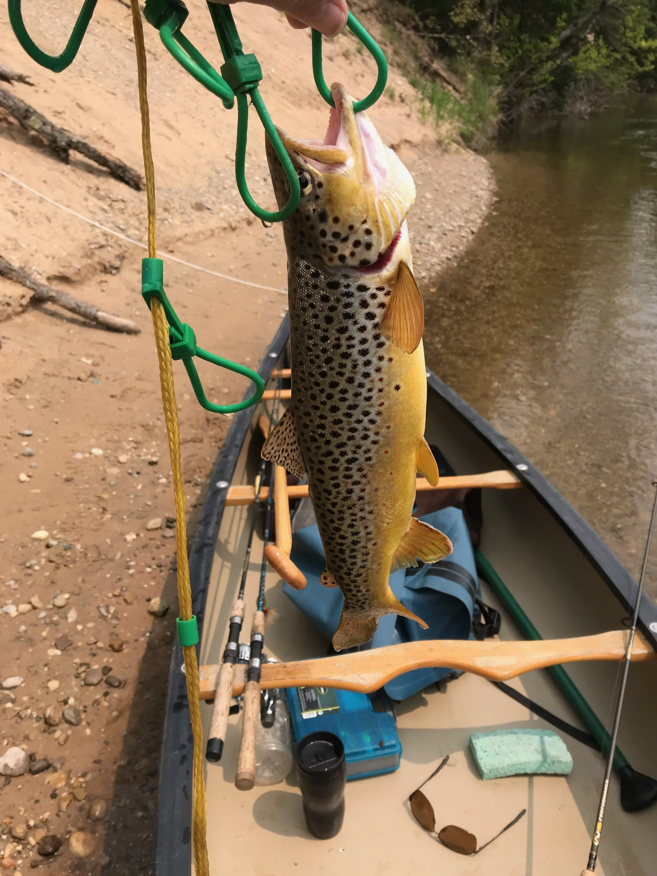 A fish with a yellow and brown spotted body hanging from a green fish gripper, with fishing rods and equipment on a boat in the background near a riverbank.