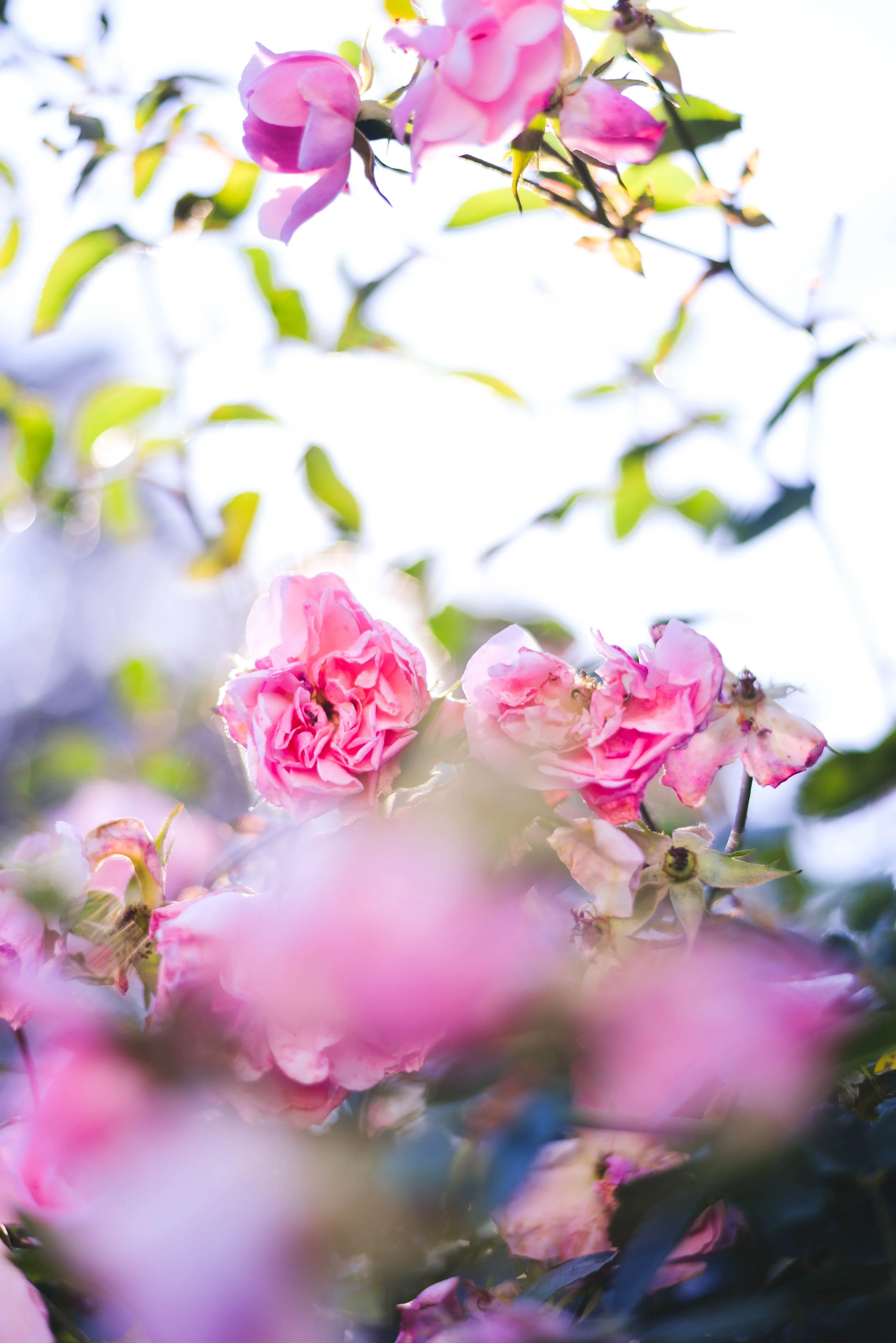 Flores1.jpg