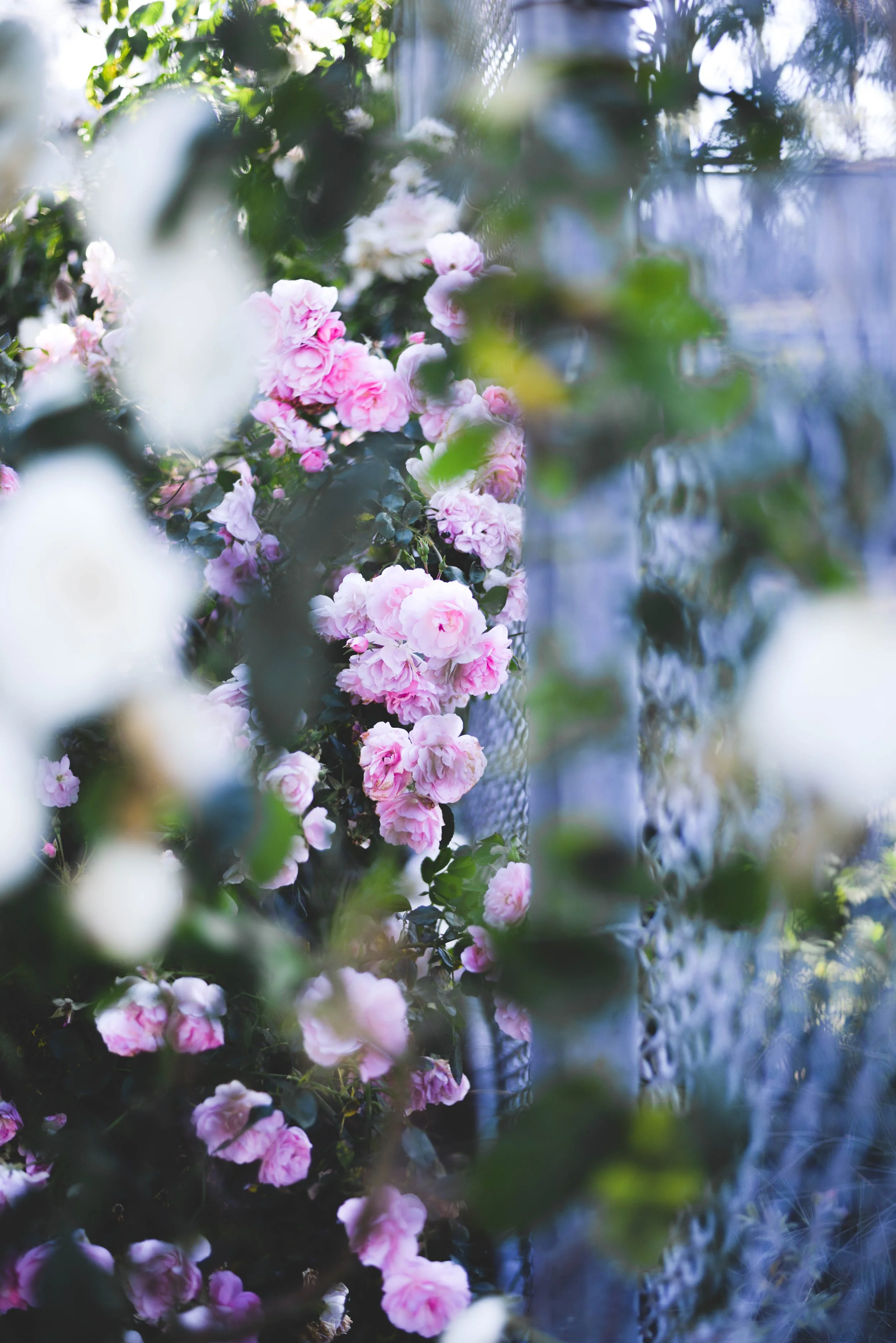 Flores3.jpg