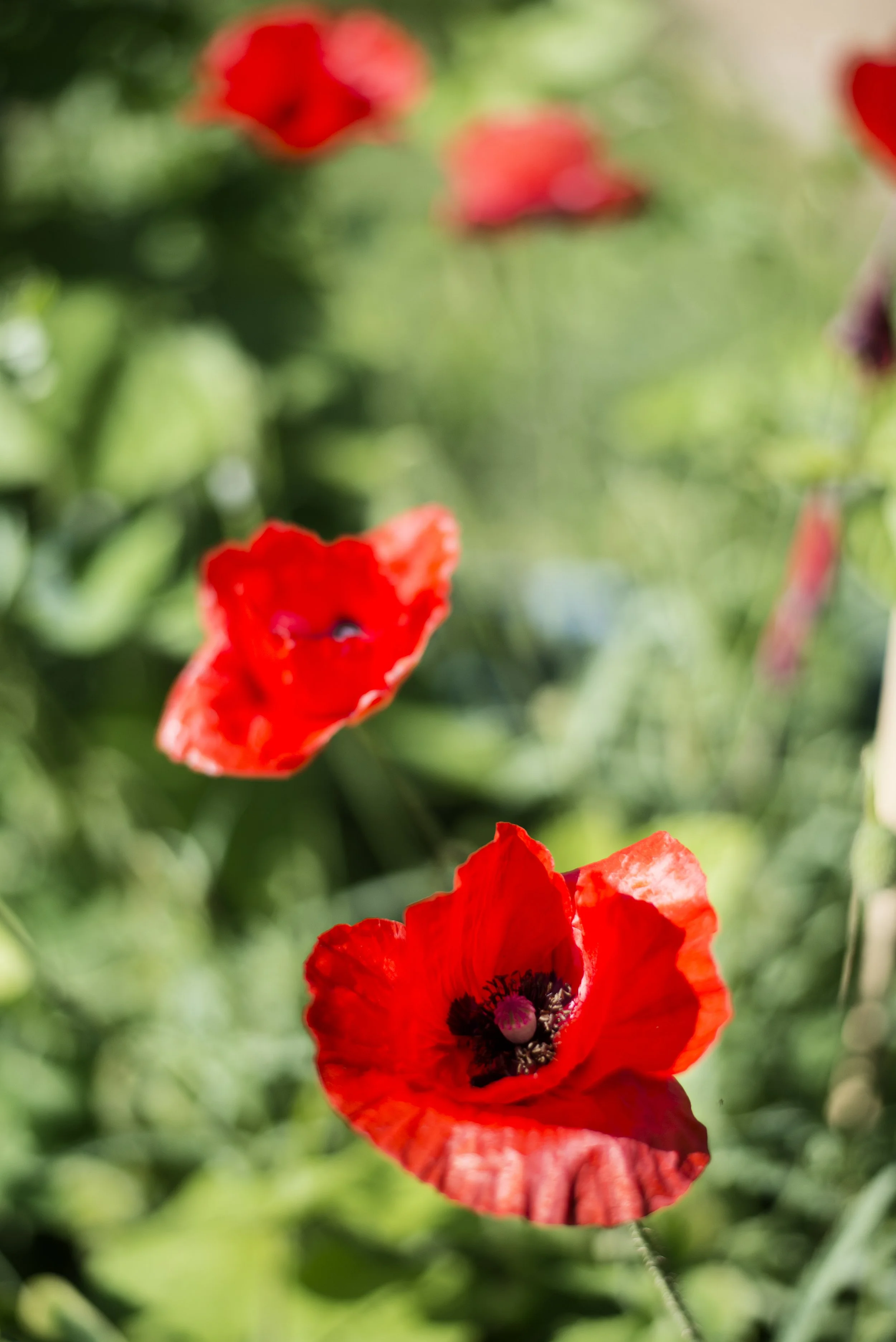 Flores7.jpg