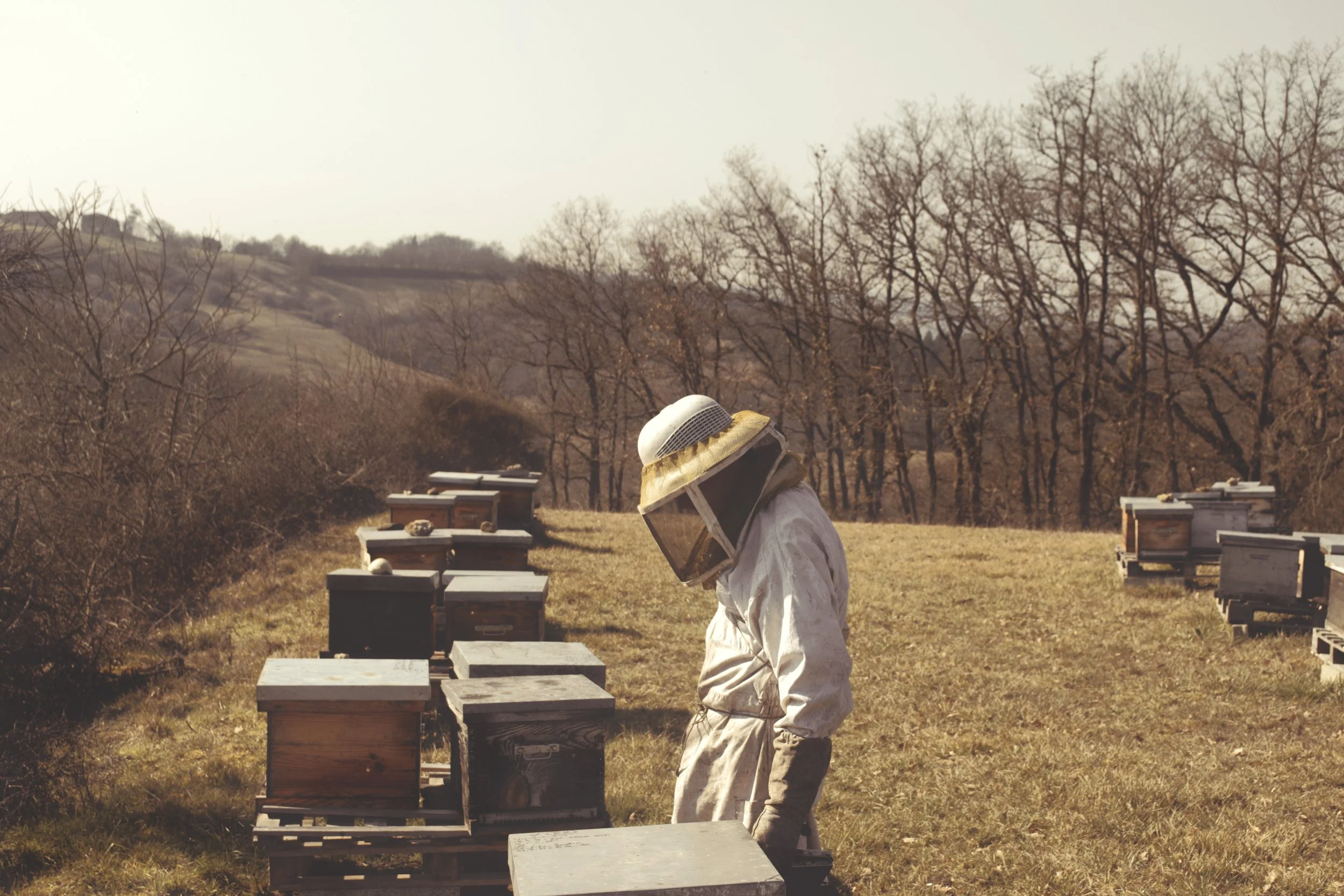 Abejas2.jpg
