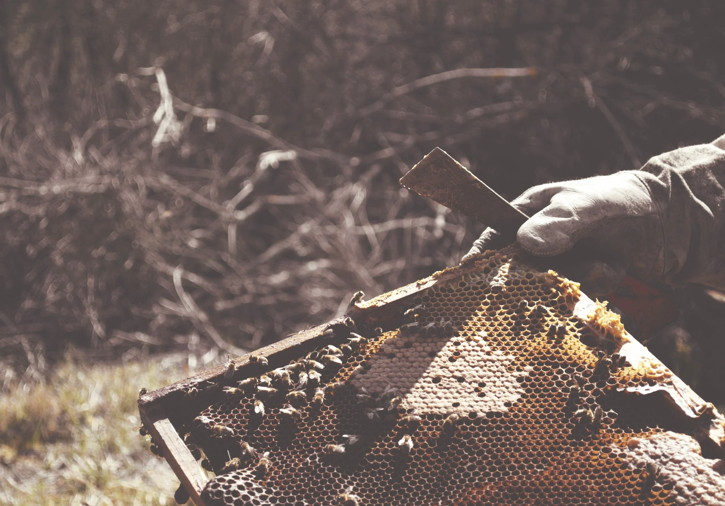 Abejas3.jpg