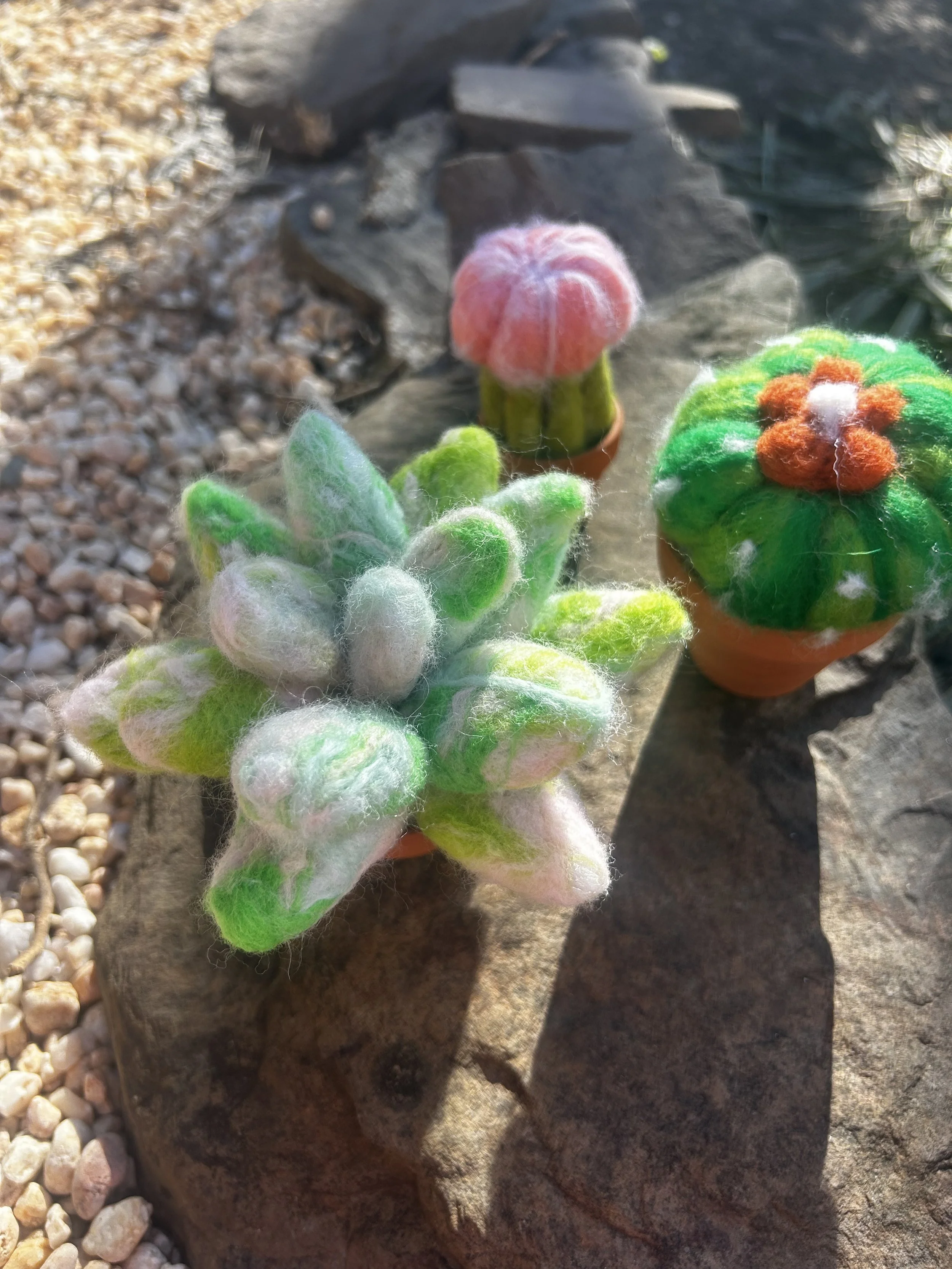 Cactus Trio