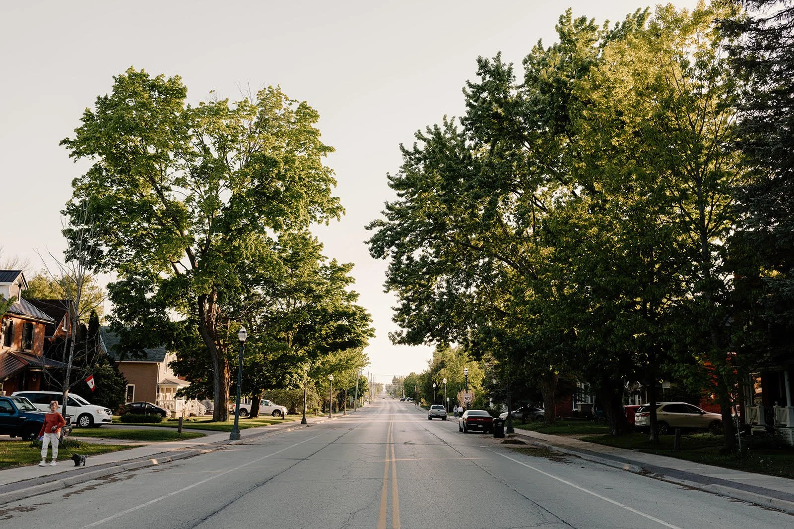 Empty tree-lined residential street with parked cars and single person walking a dog