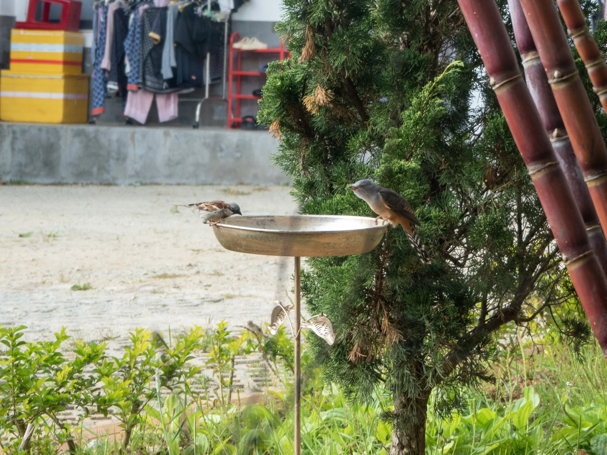 Plaintive cuckoo
Da Lat
January 2026
Olympus OM-D E-M10 IV