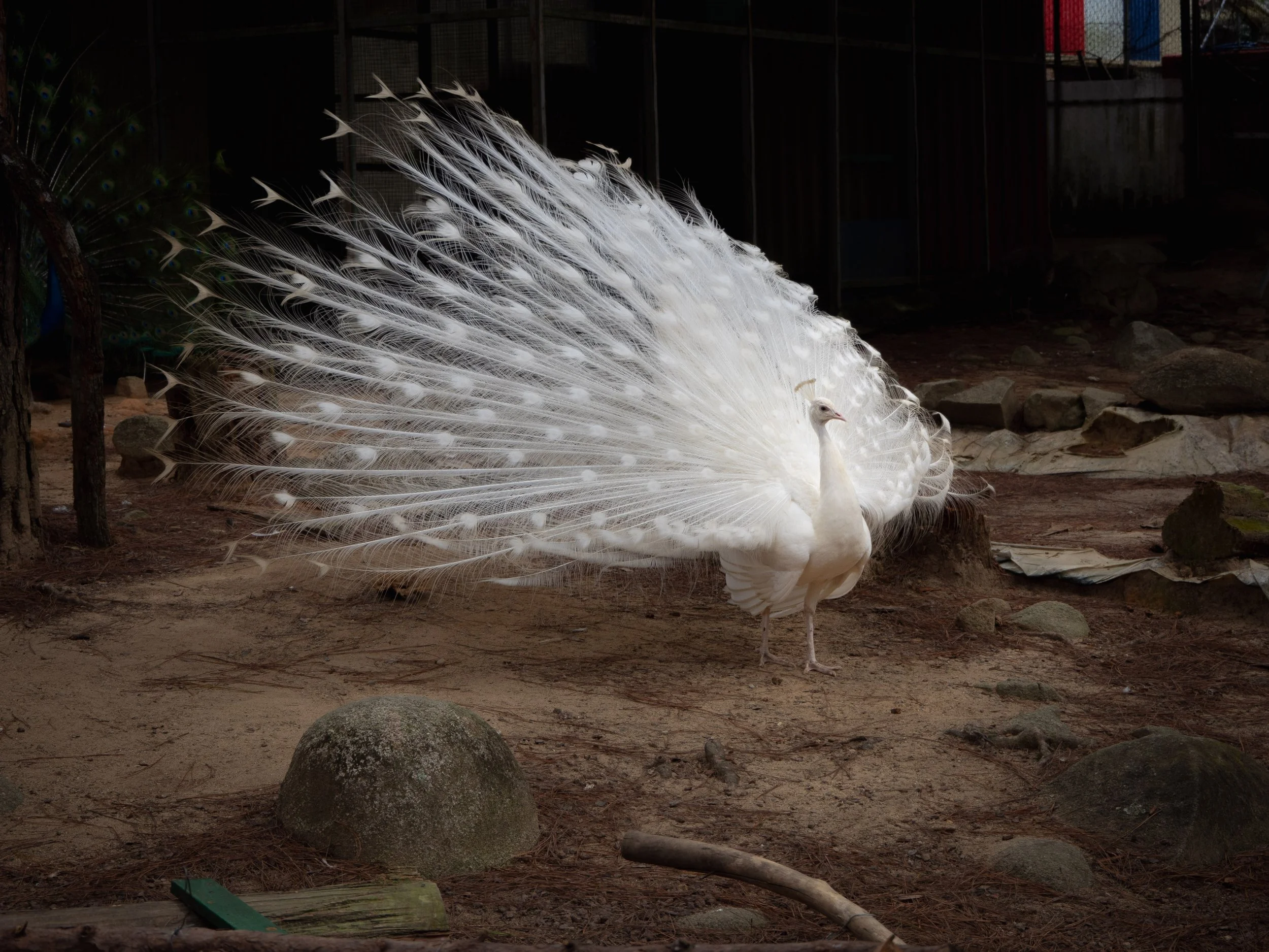 ZooDoo Zoo Da Lat -- 2026
Olympus OM-D E-M10 IV
M.Zuiko 14-42mm f/3.5-5.6