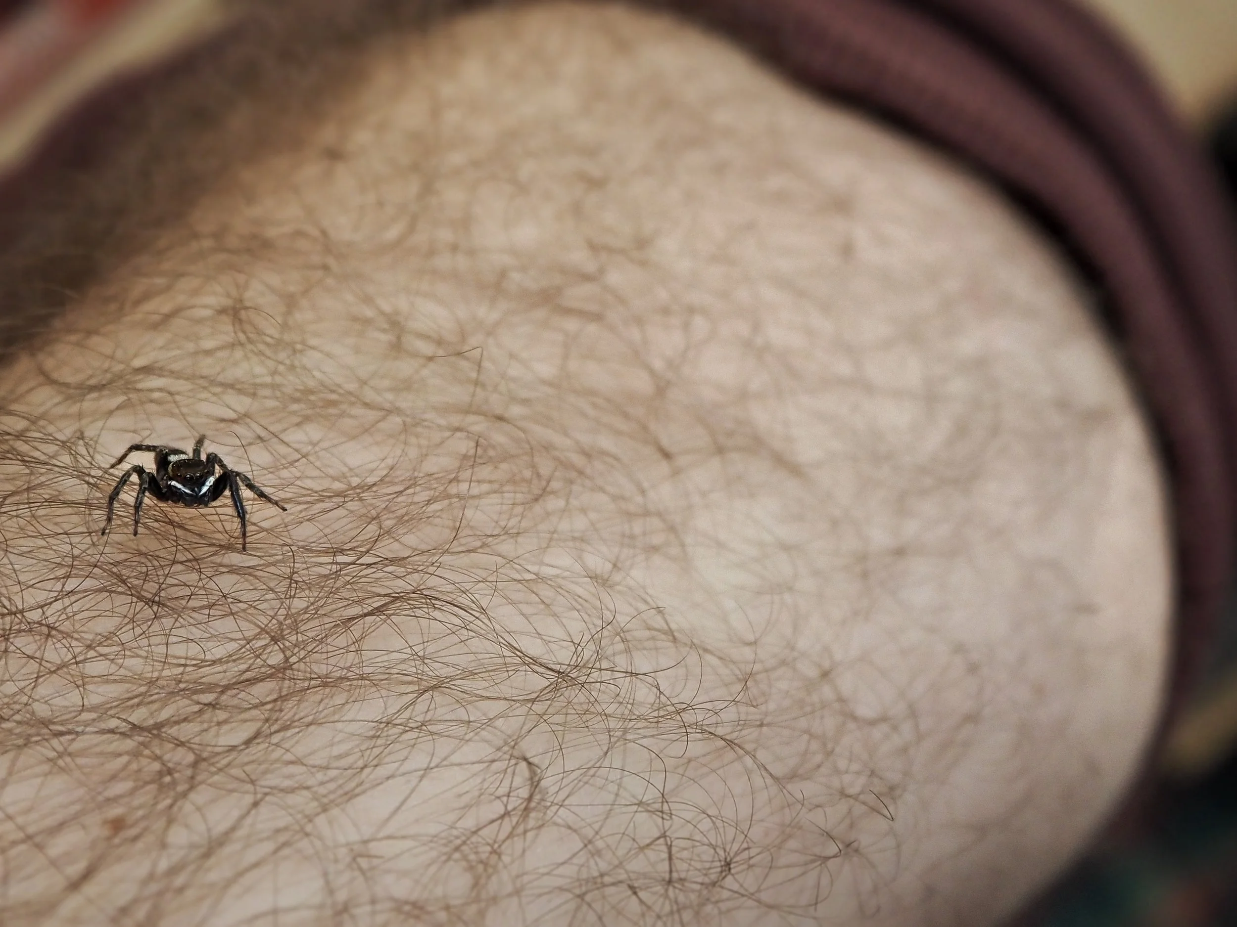     Jumping spider
    Da Lat
    January 2026
    Olympus OM-D E-M10 IV