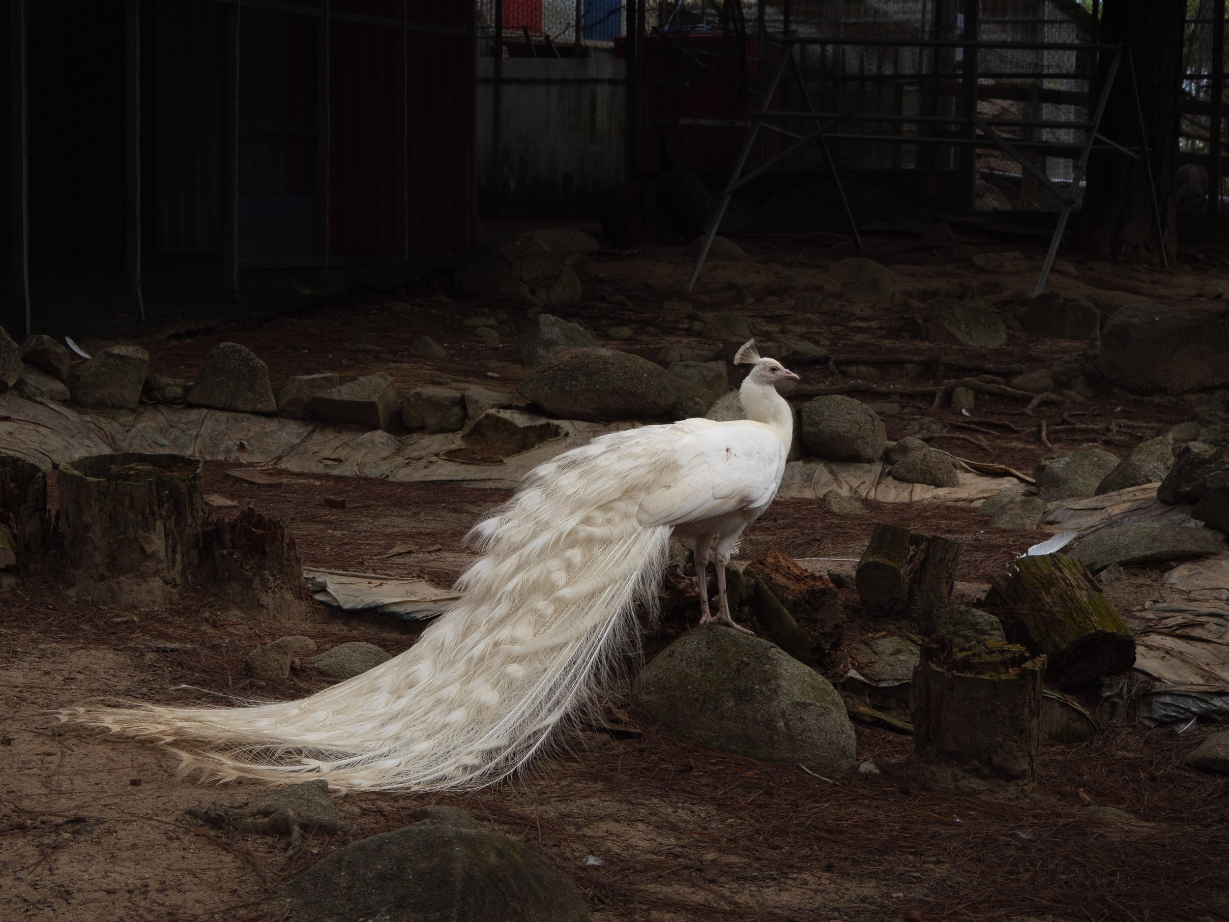 ZooDoo Zoo Da Lat -- 2026
Olympus OM-D E-M10 IV
M.Zuiko 14-42mm f/3.5-5.6