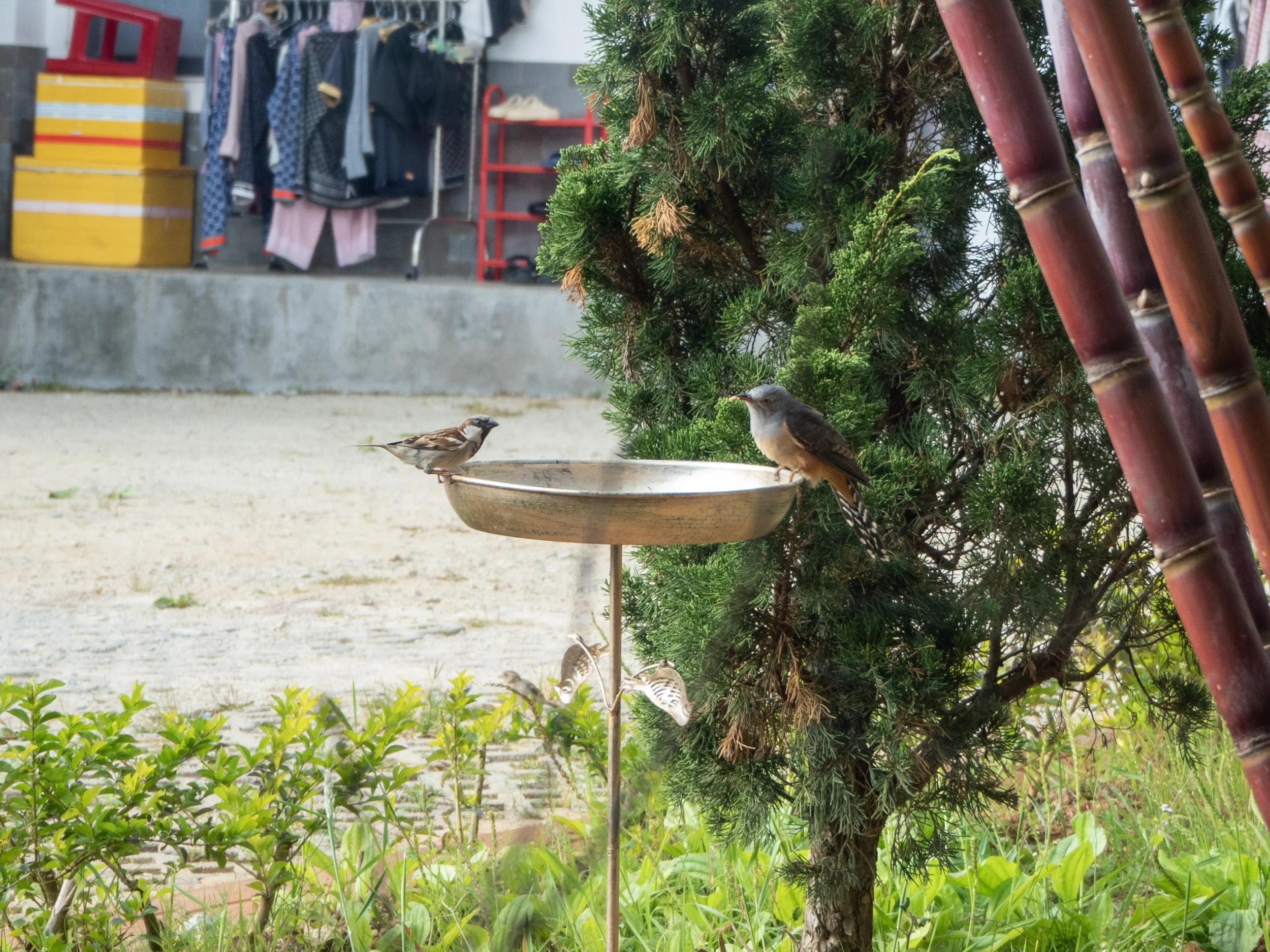 Plaintive cuckoo
Da Lat
January 2026
Olympus OM-D E-M10 IV