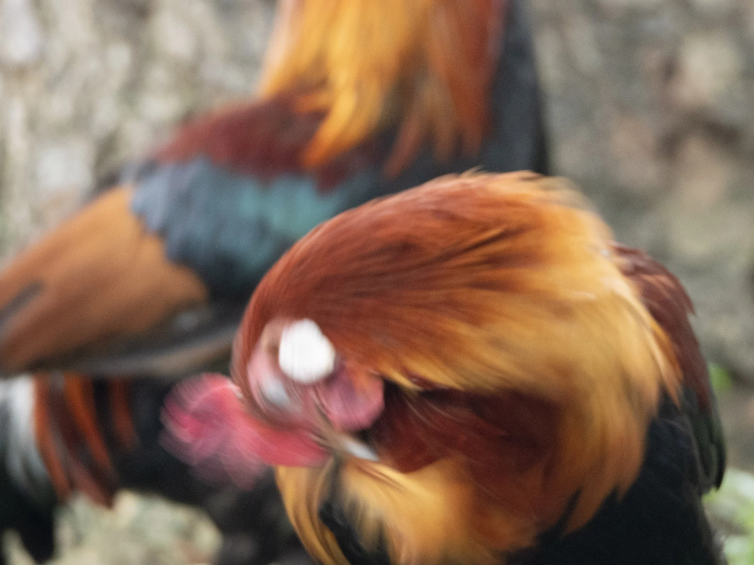 red junglefowl