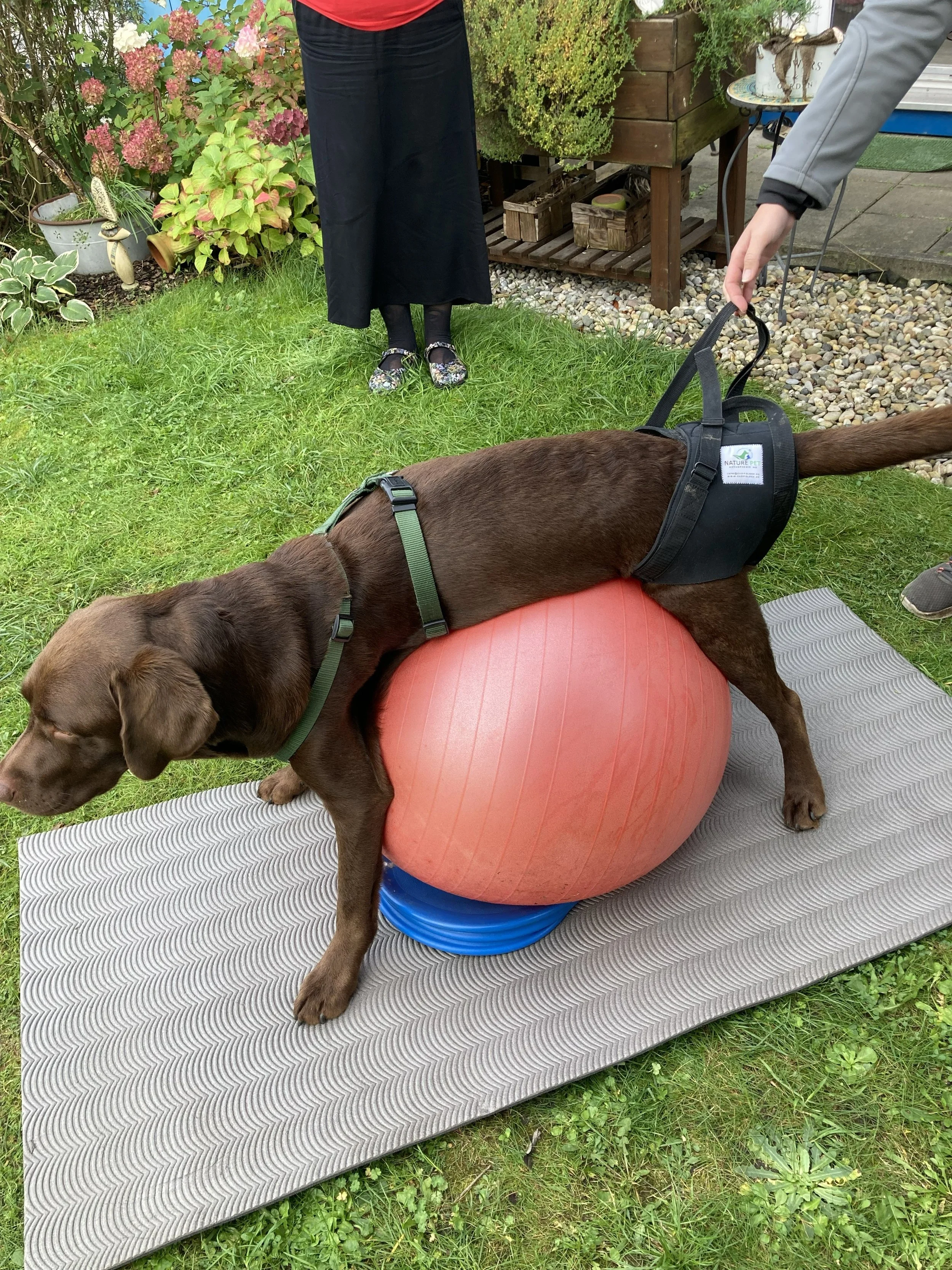 Polyradikuloneuritis-Therapie-Unterstuetzung-HundeJahre-Velten