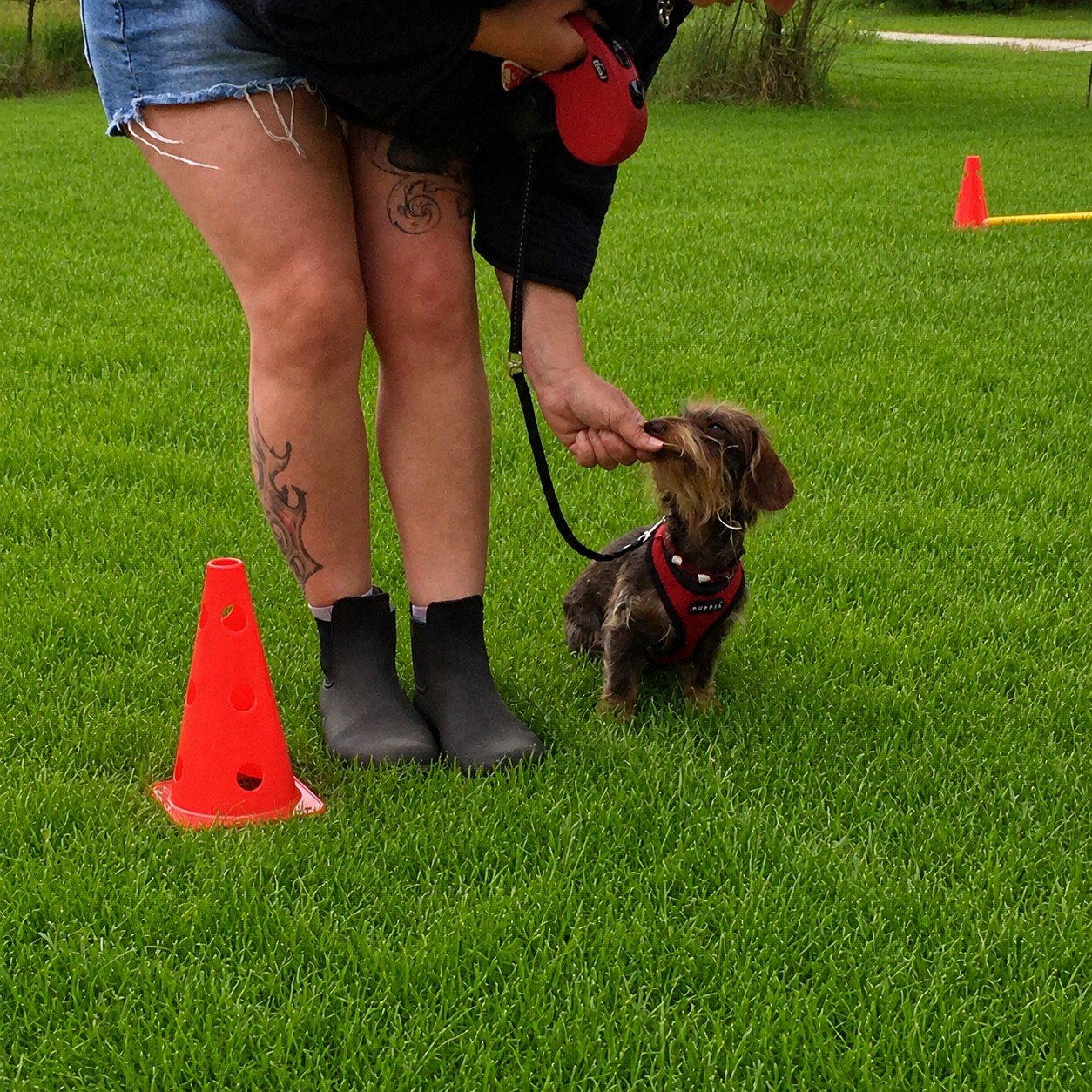 Mini-Club Training mit kleinem Hund an Pylonen