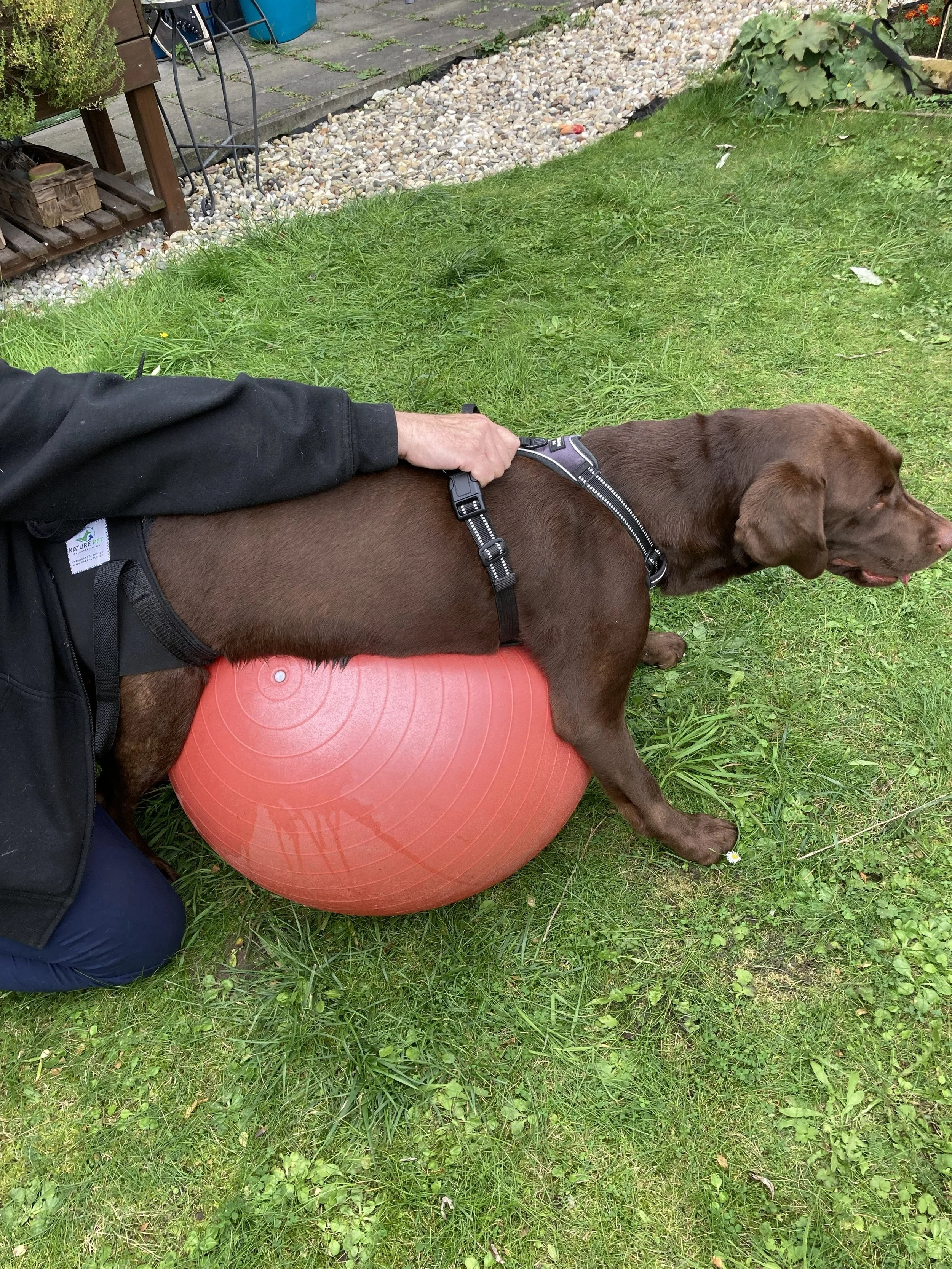 Polyradikuloneuritis-Reha-Pezziball-Garten-HundeJahre-Velten