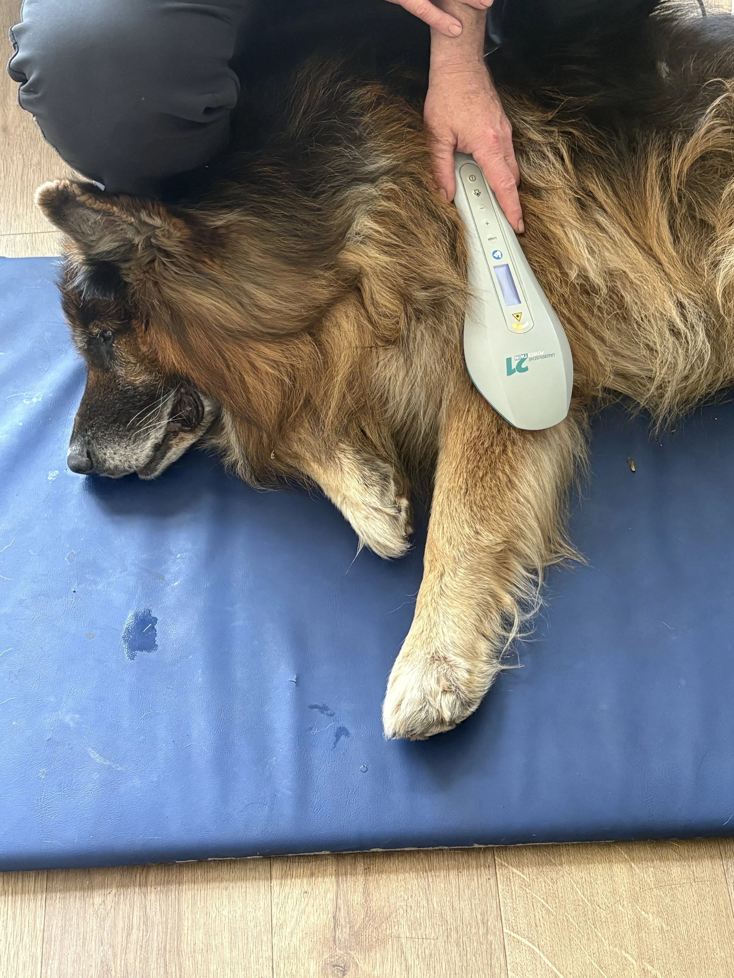 Lasertherapie-grosser-Hund-Bein-HundeJahre-Velten
