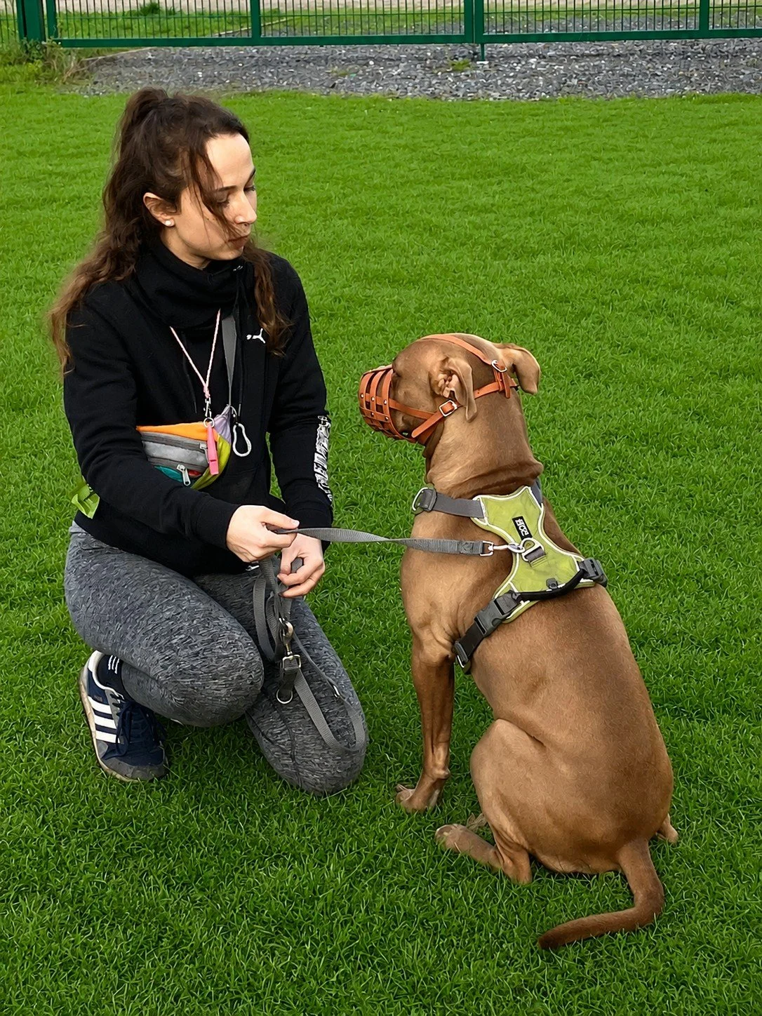 Maulkorbtraining mit Hund im Gymnasium-Kurs