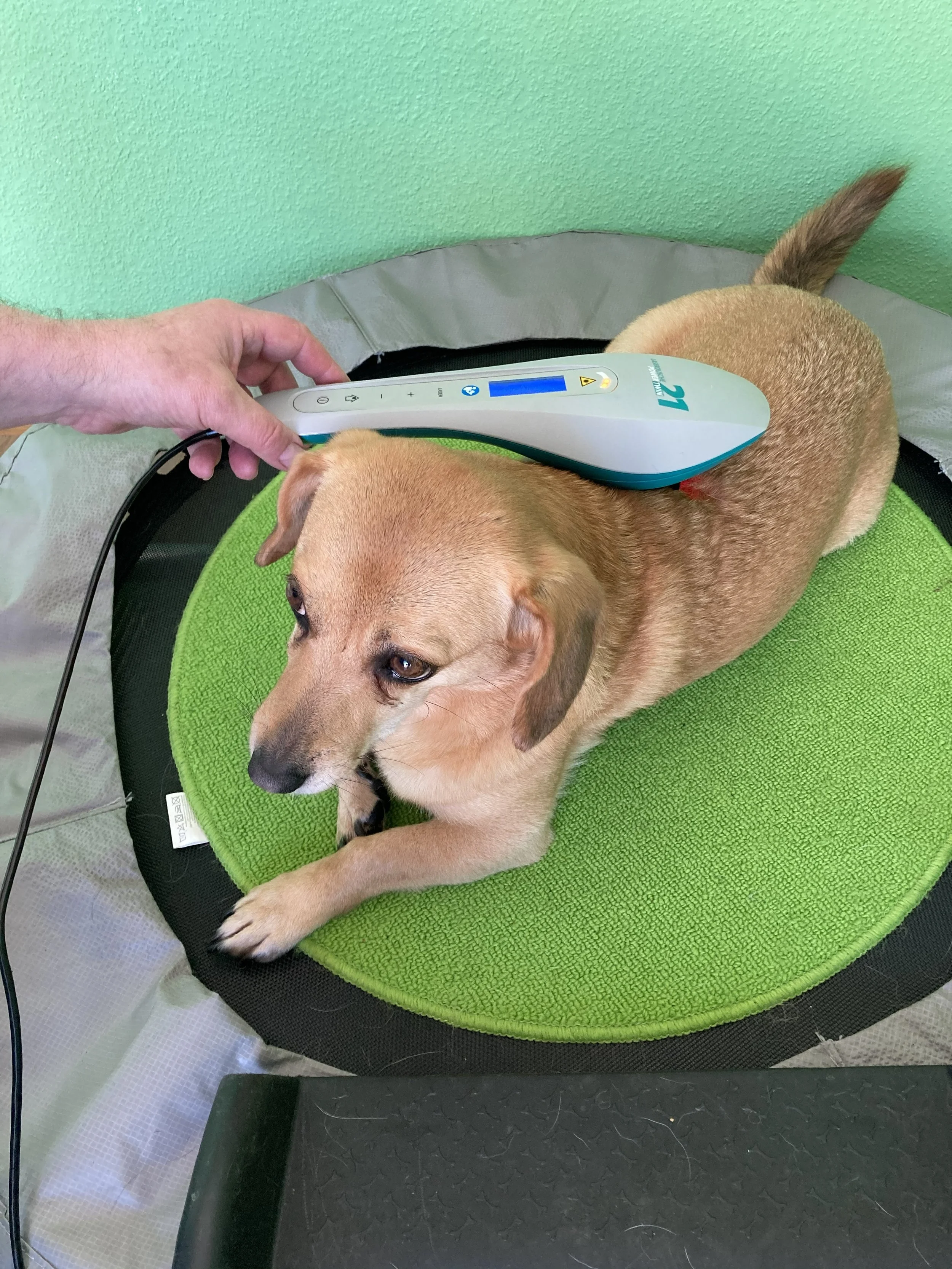 Lasertherapie-Hund-Entspannung-HundeJahre-Velten