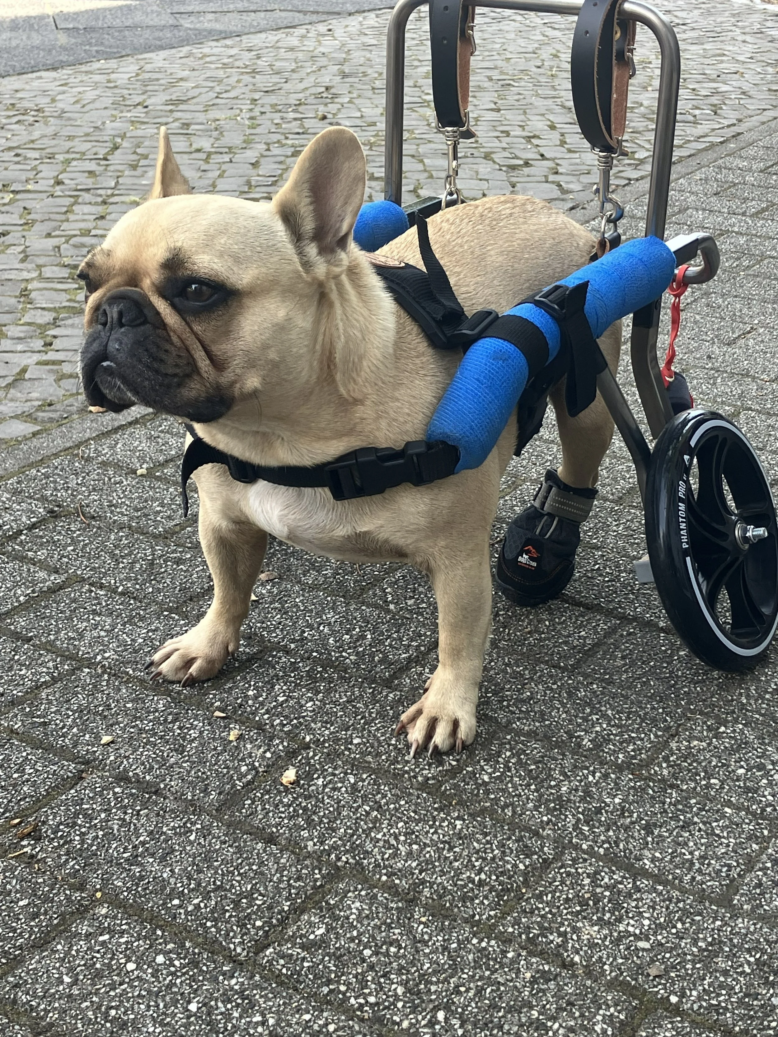 Bandscheibenvorfall-Hund-Rollwagen-Mobilitaetshilfe-Kiki-HundeJahre-Velten