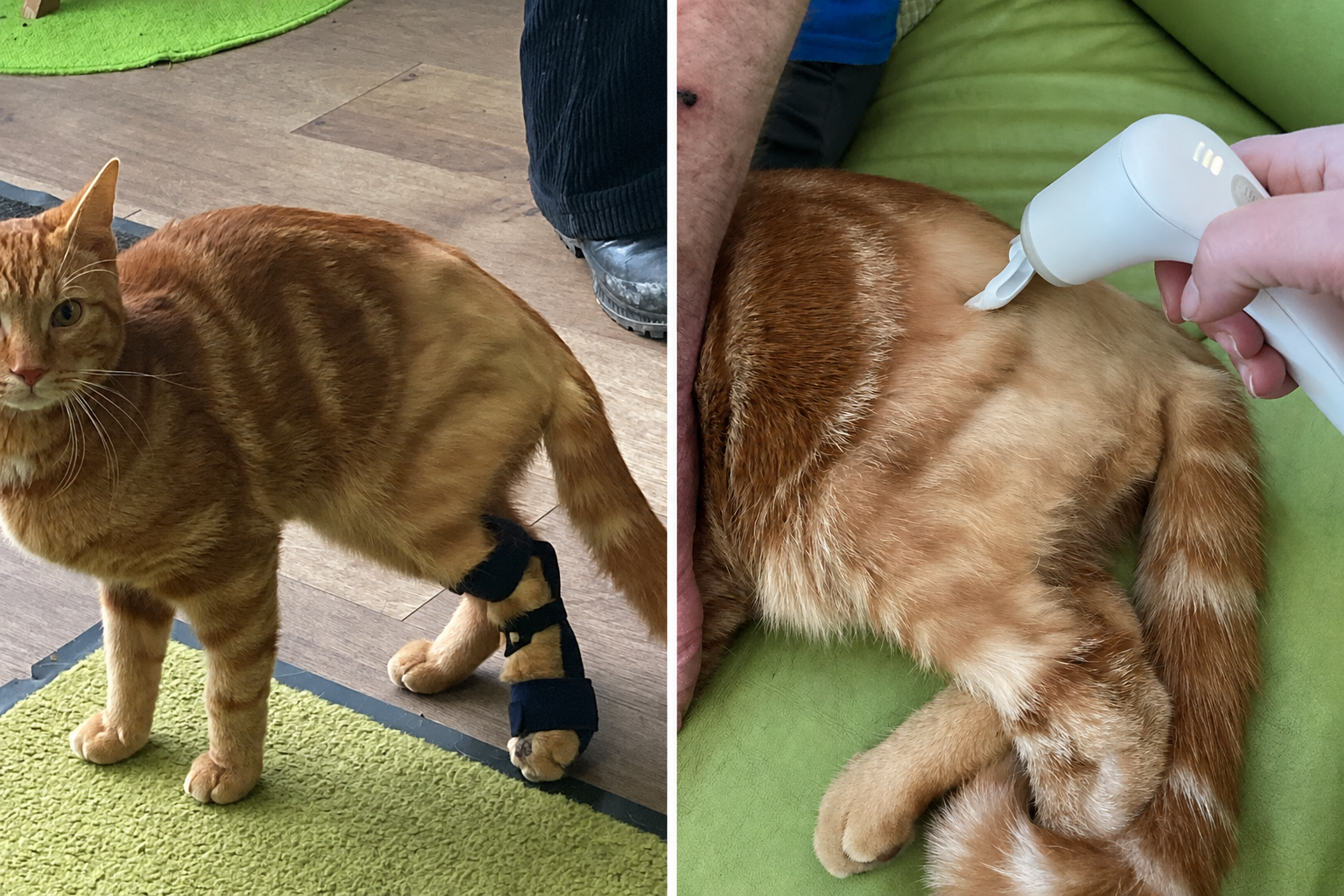 Novafon-Vibrationstherapie-Katze-Willy-HundeJahre-Velten
