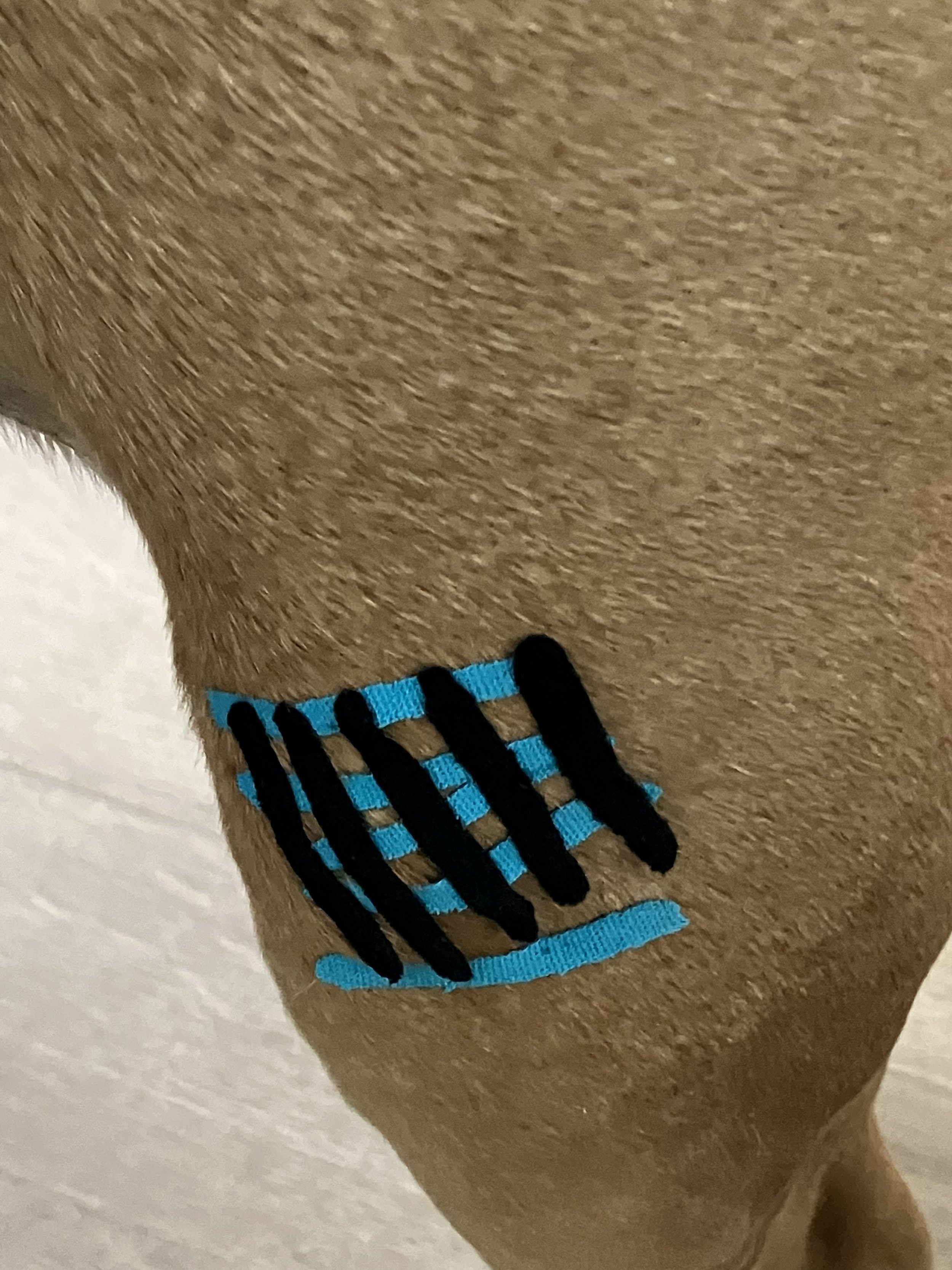 Kinesio-Tape-Muskelaktivierung-Hund-HundeJahre-Velten