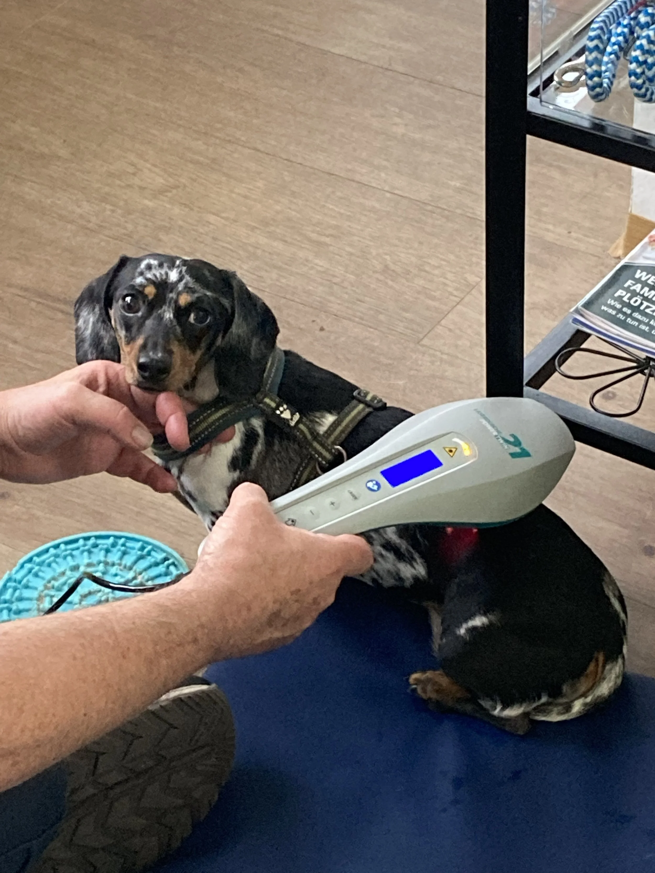 Lasertherapie-Dackel-HundeJahre-Velten