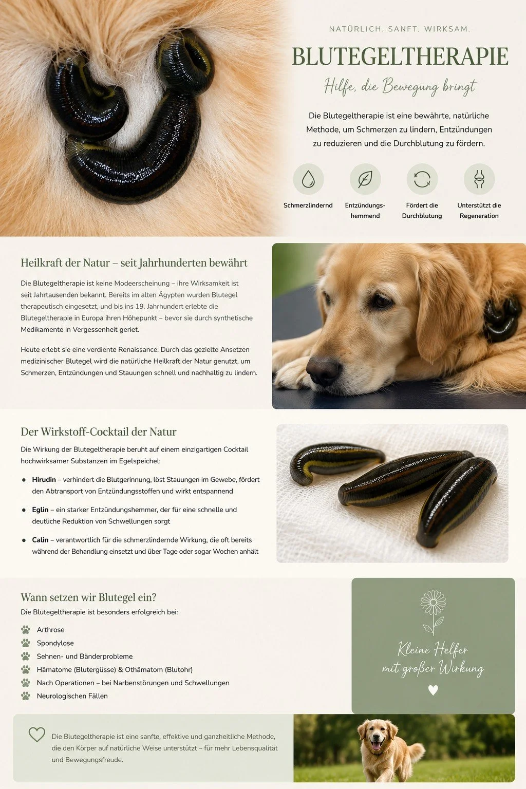 Blutegeltherapie-Hund-Schmerzlinderung-Entzuendungshemmend-HundeJahre