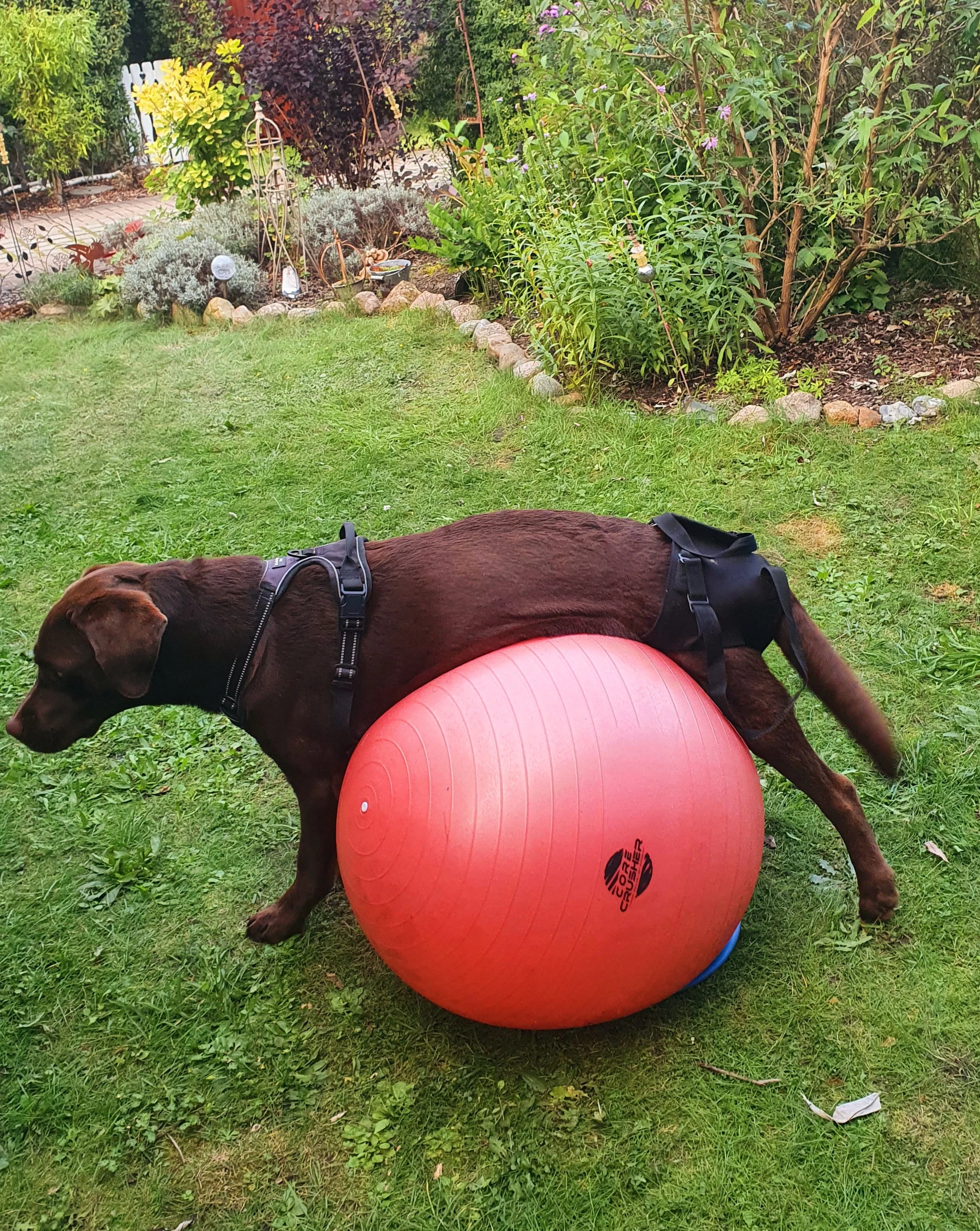 Polyradikuloneuritis-Hund-Training-Fortschritt-HundeJahre-Velten