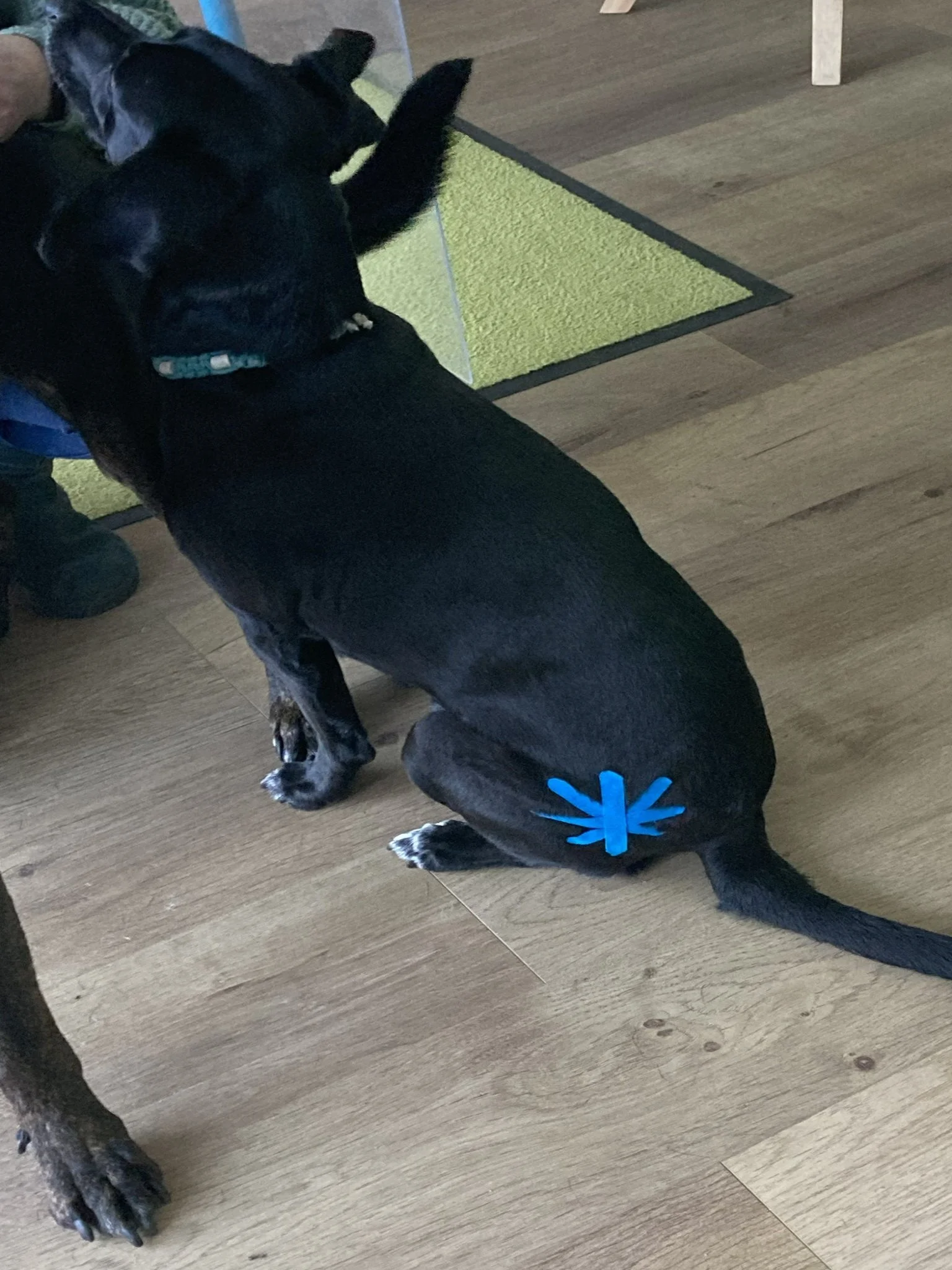 Kinesio-Tape-Schmerzblume-Huefte-Hund-HundeJahre-Velten