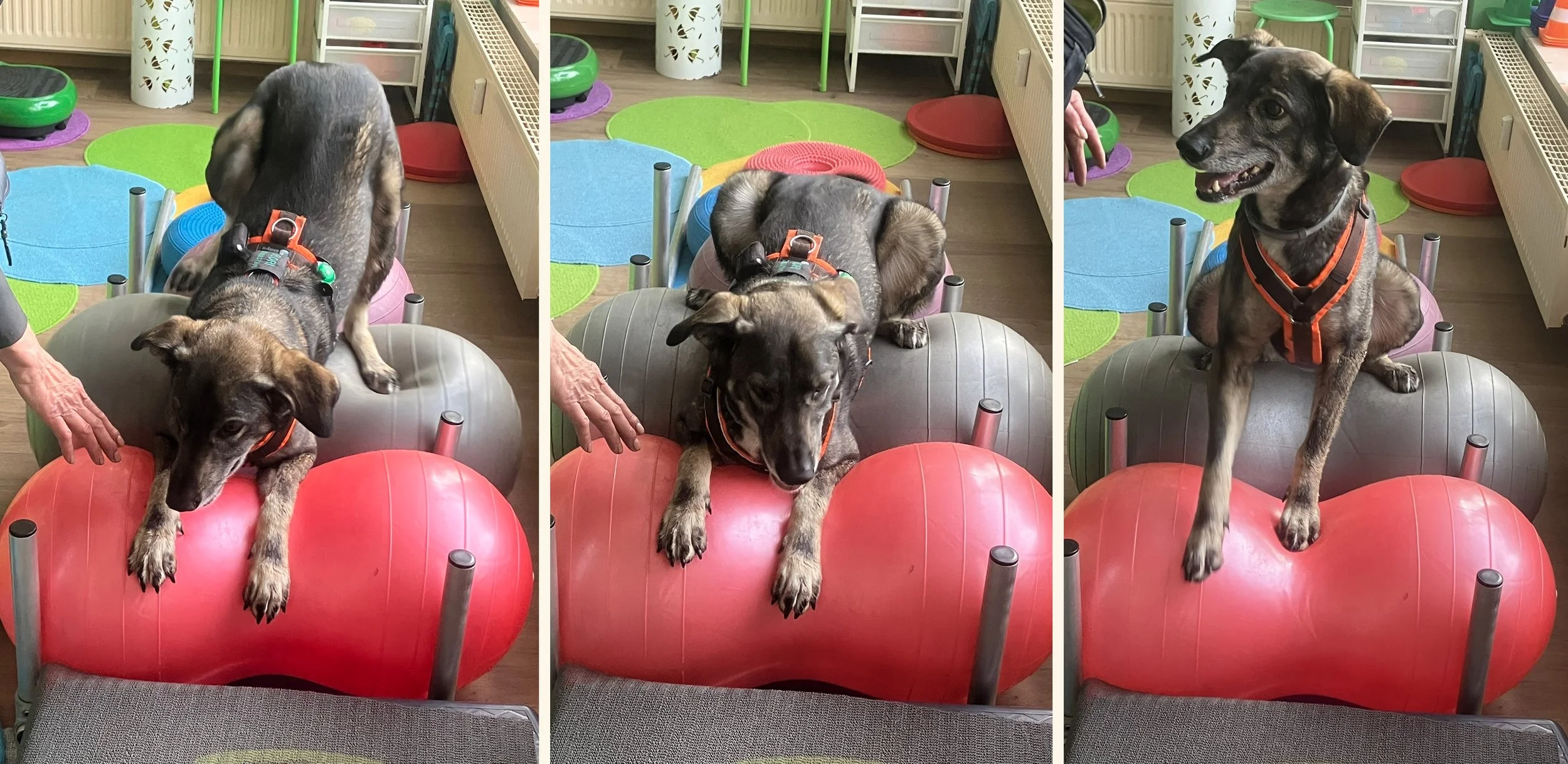 Hundephysiotherapie-Übung-Physio-Peanuts-Gleichgewichtstraining-HundeJahre-Velten