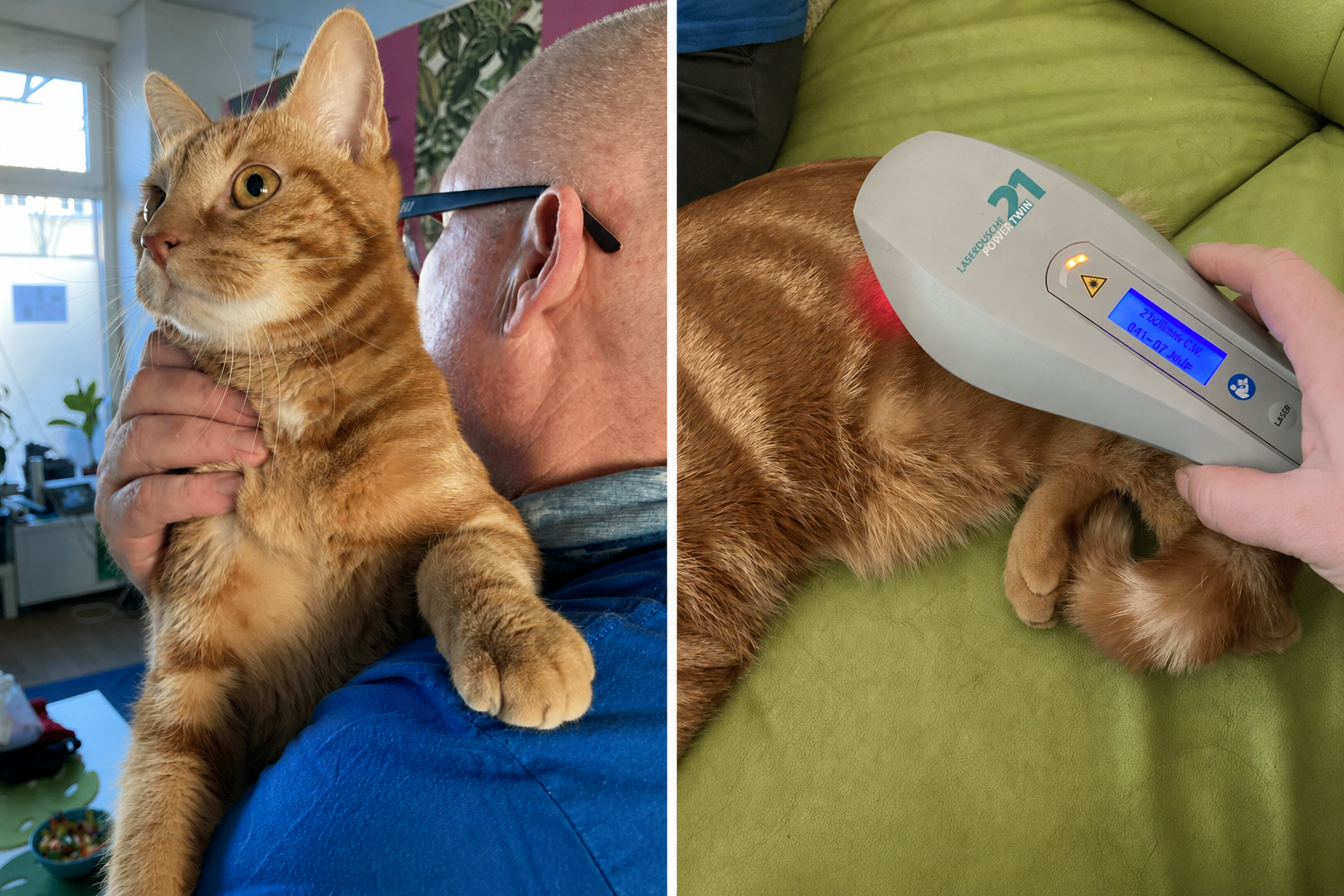 Lasertherapie-Katze-Willy-HundeJahre-Velten