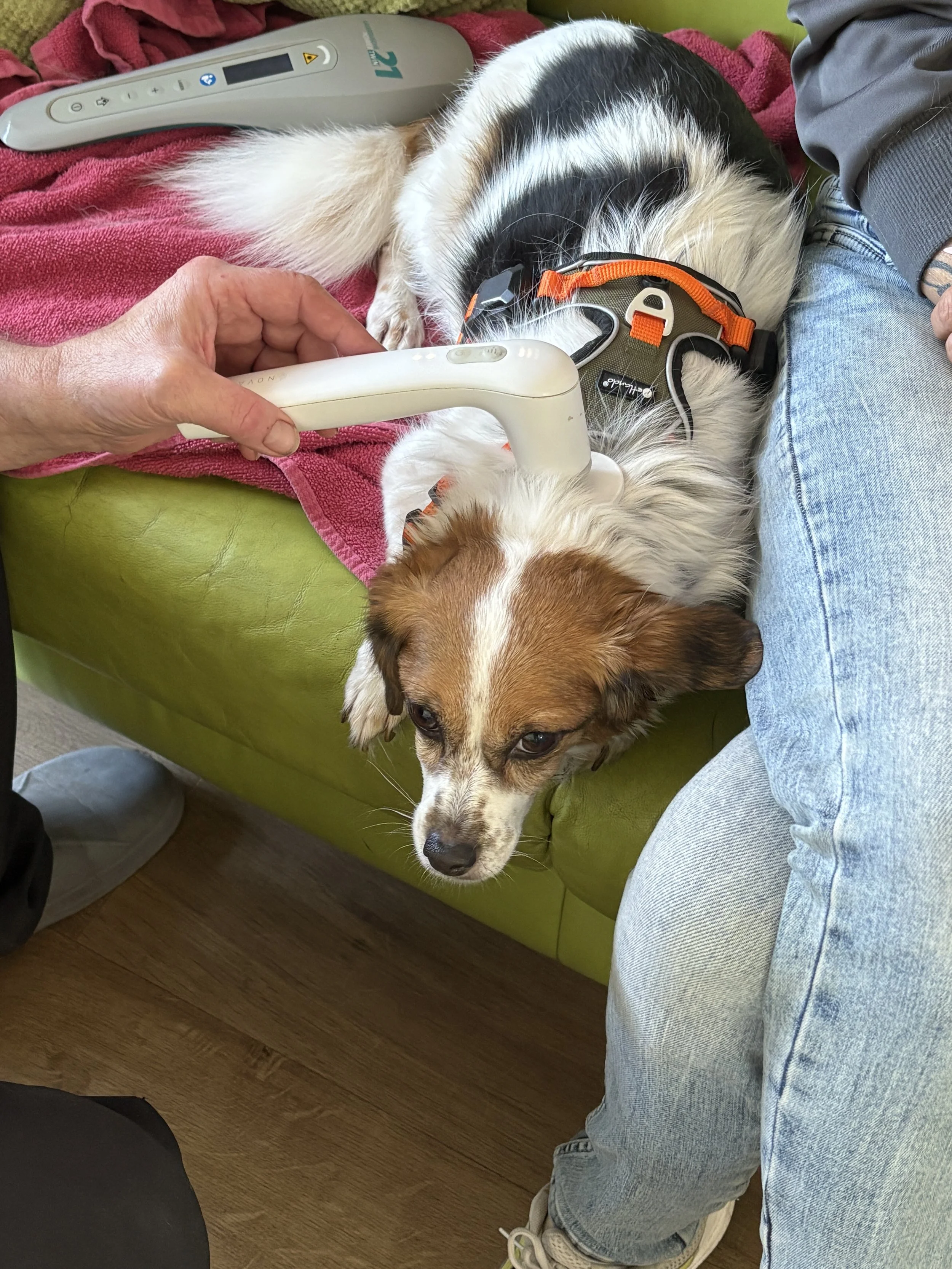 Novafon-Vibrationstherapie-Hund-HundeJahre-Velten