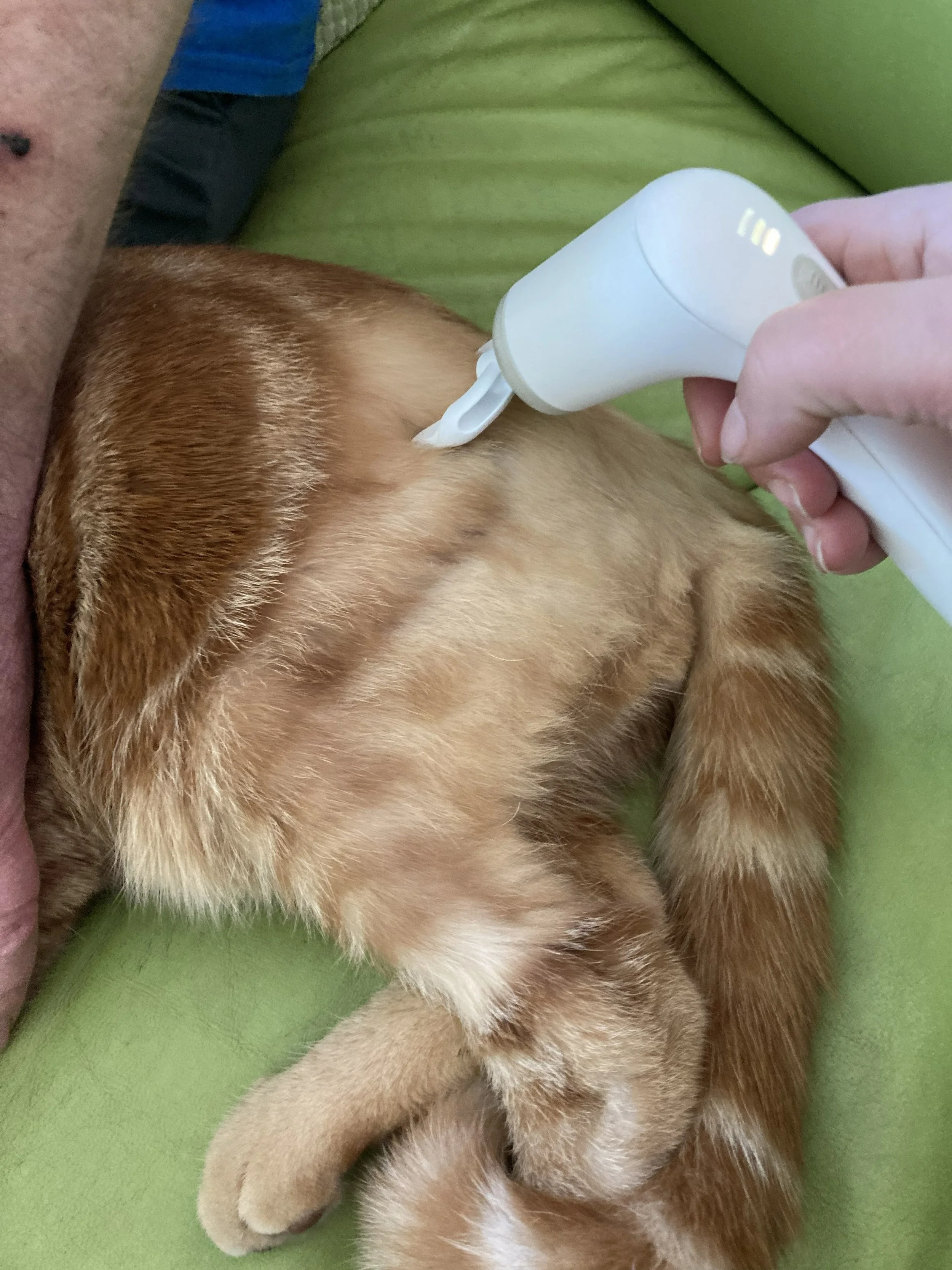 Novafon-Katze-Willy-Entspannung-HundeJahre-Velten