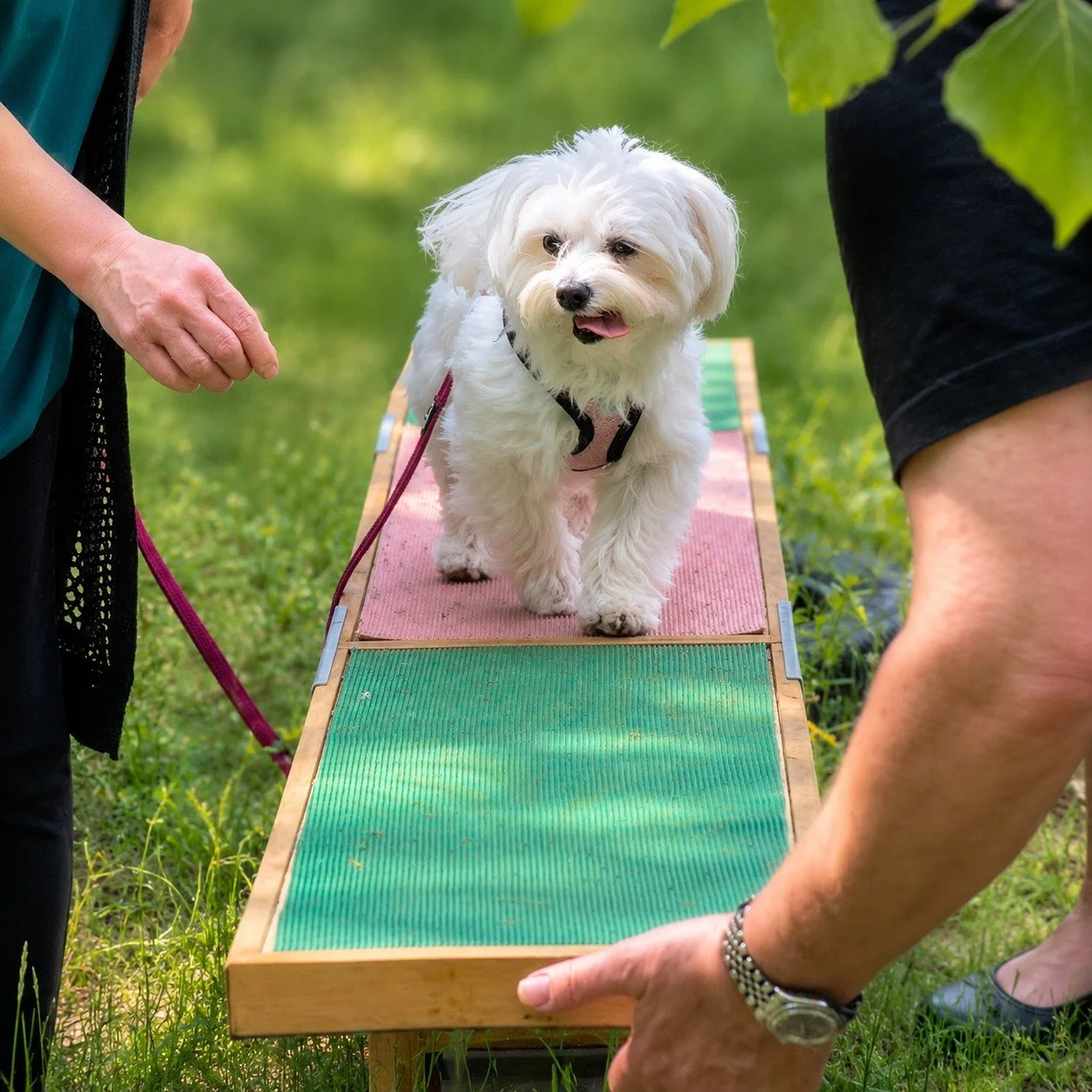 Physio-Hoopers Koordinationstraining mit Hund – HundeJahre Hennigsdorf