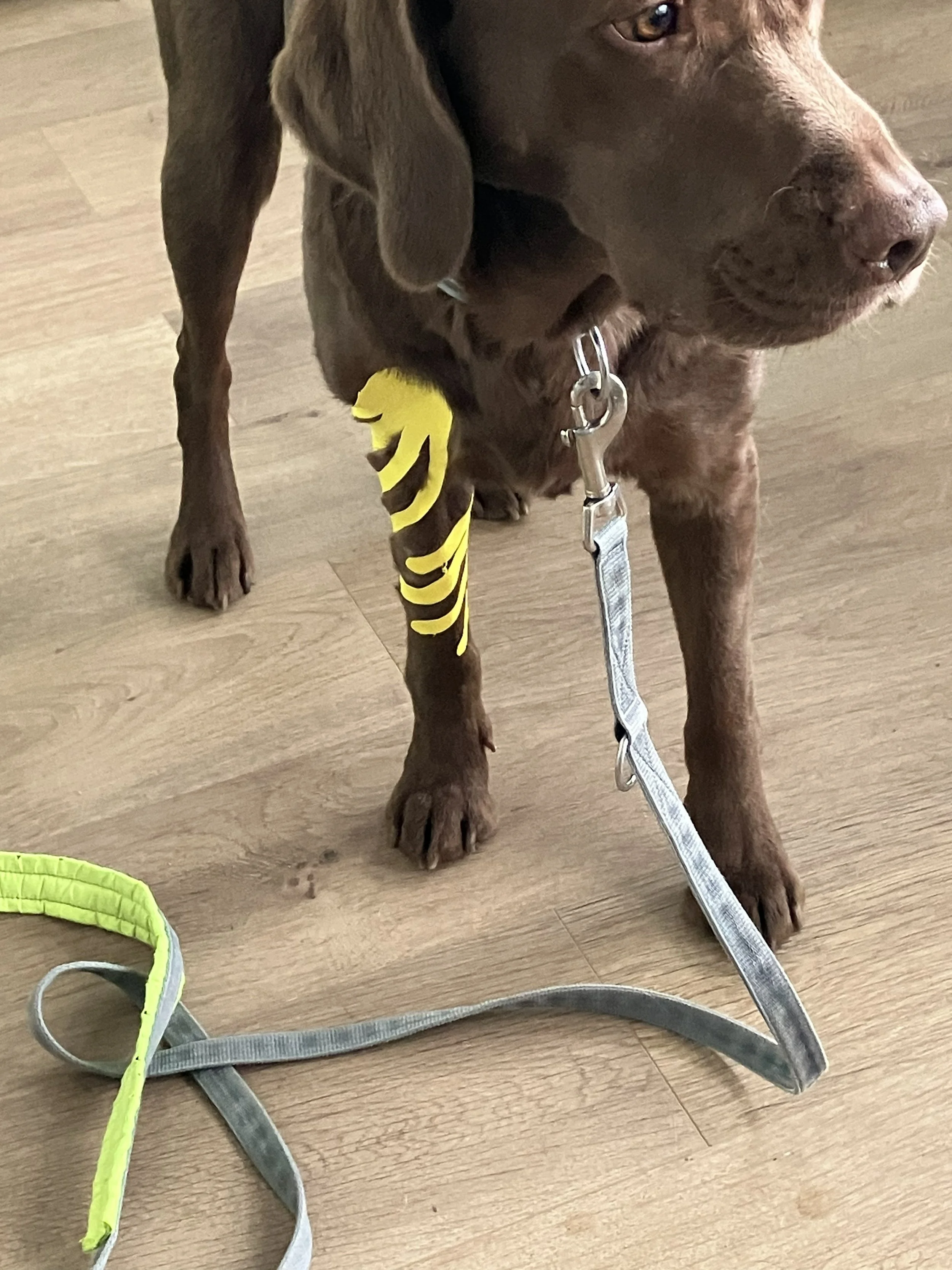 Kinesio-Taping-Hund-Vorderlauf-Labrador-HundeJahre-Velten